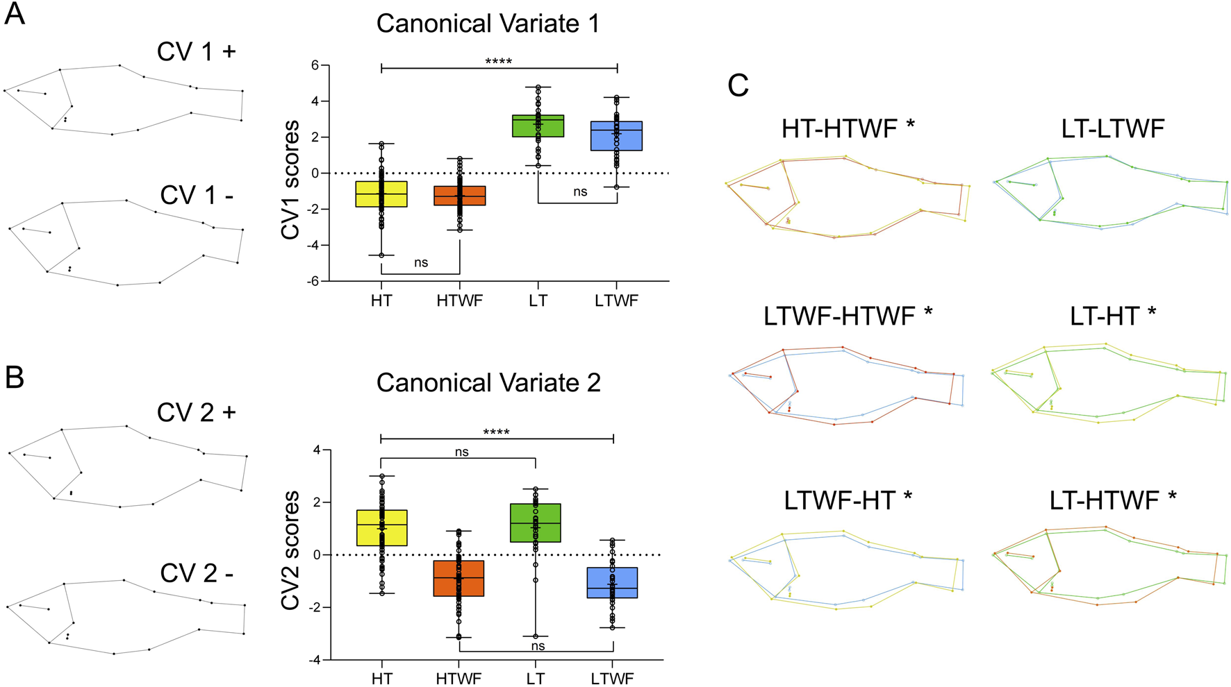 Diagram presenting morphometric analysis of fish form. Panel A shows transformations for Canonical Variate 1 with box plots illustrating score distributions among groups. Panel B depicts changes for Canonical Variate 2 with corresponding score box plots. Panel C includes shape transformations for specific group comparisons, labeled with asterisks indicating significance.