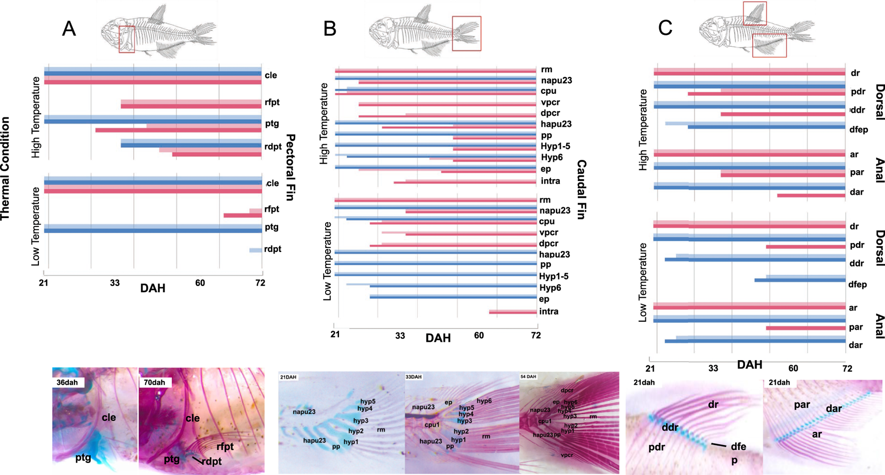 Bar charts and microscopic images depict fish development under different thermal conditions. Charts (A, B, C) illustrate pectoral, caudal, and dorsal/anal fin development at high and low temperatures. Labels indicate structures and days after hatching (DAH). Microscopic images below show detailed anatomy changes at specified DAH.