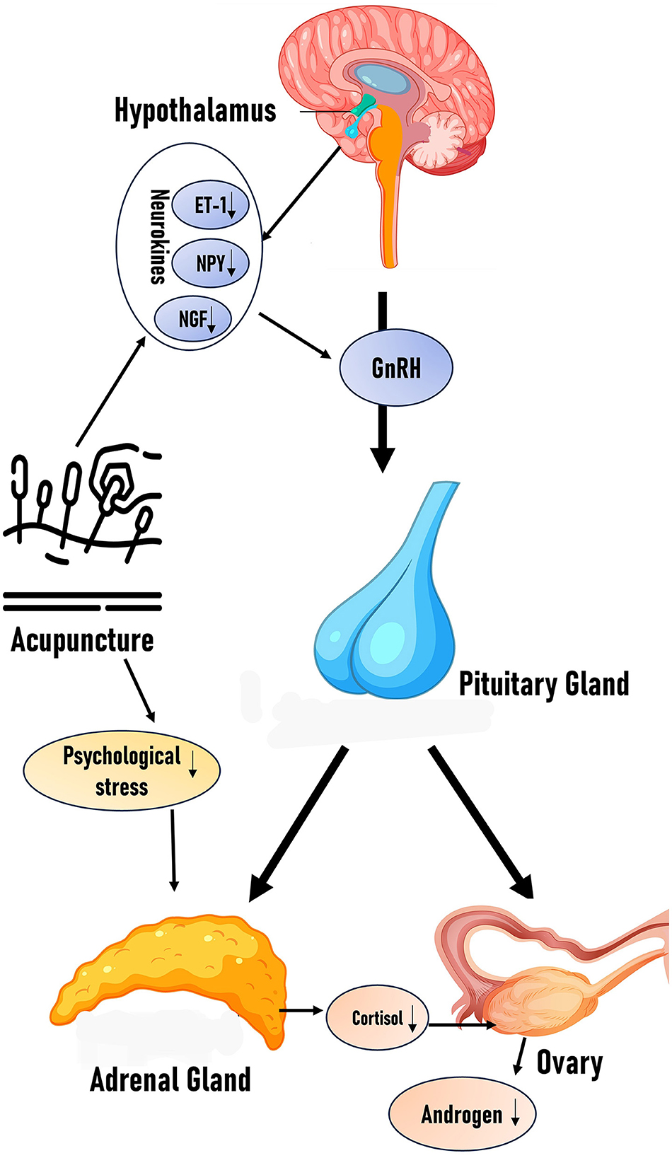 Diagram illustrating the relationship between the hypothalamus, pituitary gland, adrenal gland, and ovary. It shows how neurokines like ET-1, NPY, and NGF affect the hypothalamus. Acupuncture impacts psychological stress, influencing the hypothalamus. The hypothalamus releases GnRH that affects the pituitary gland, leading to cortisol and androgen production via the adrenal gland and ovary.