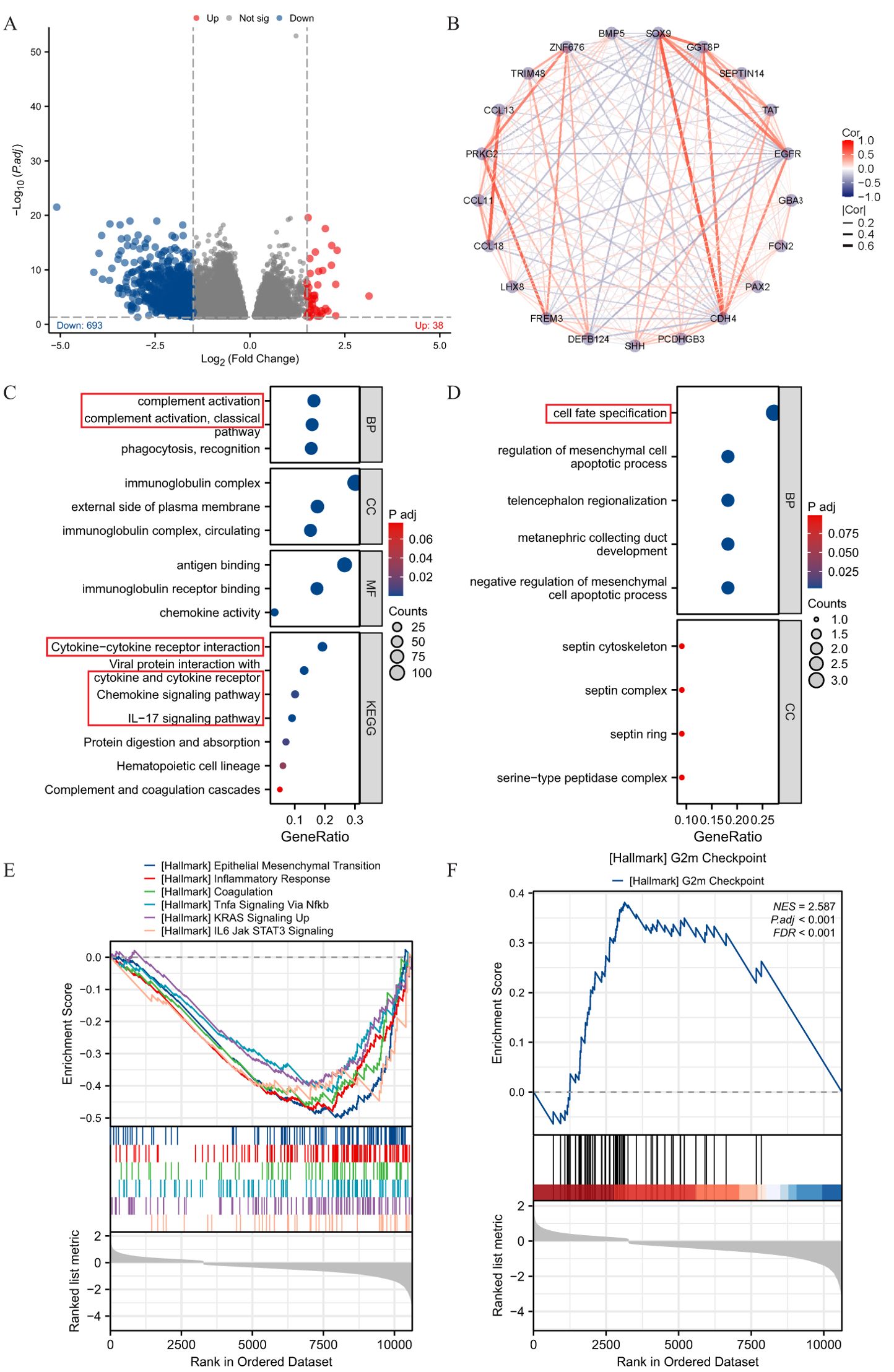 Panel A shows a volcano plot illustrating gene expression changes with blue, gray, and red dots representing downregulated, not significant, and upregulated genes respectively. Panel B displays a correlation network with nodes and edges colored by correlation strength. Panels C and D include dot plots of gene ontology and KEGG pathway enrichment, with varying gene ratios and p-values. Panel E presents multiple line graphs of Hallmark gene set enrichment scores. Panel F features a line graph showing enrichment scores for the G2M checkpoint with details such as normalized enrichment score (NES) and false discovery rate (FDR).