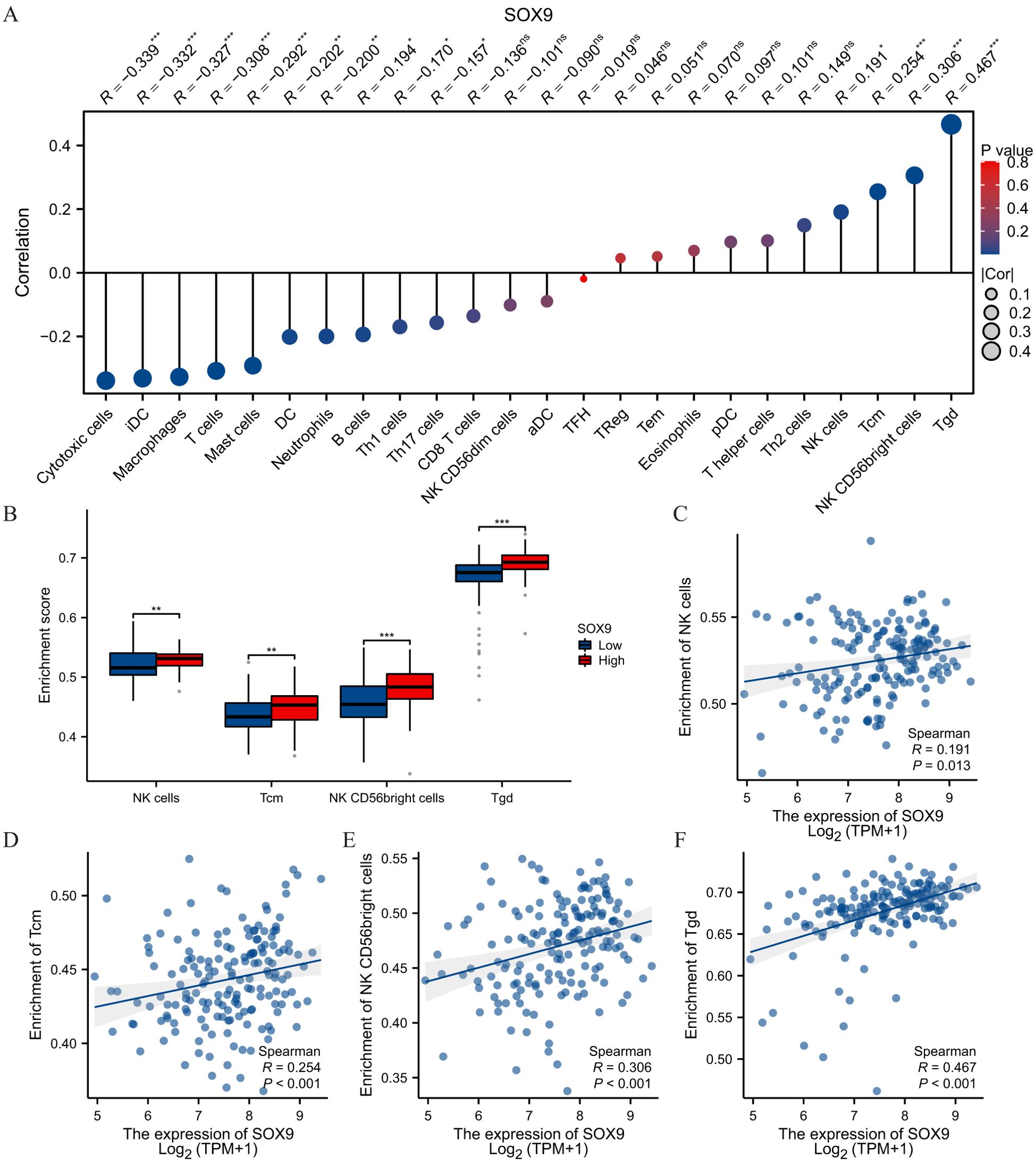 Correlation and enrichment analysis of SOX9 expression with various immune cells in a series of charts labeled A to F. Chart A shows correlations between SOX9 and different cell types, with correlation values and a color-coded key for P values. Chart B presents box plots depicting enrichment scores of NK cells, CD56 bright, Tom, and T gd, comparing low and high SOX9 expression. Charts C to F display scatter plots correlating SOX9 expression with enrichment of NK cells, Tom, CD56 bright, and T gd, showing positive correlations with Spearman coefficients and significance levels.