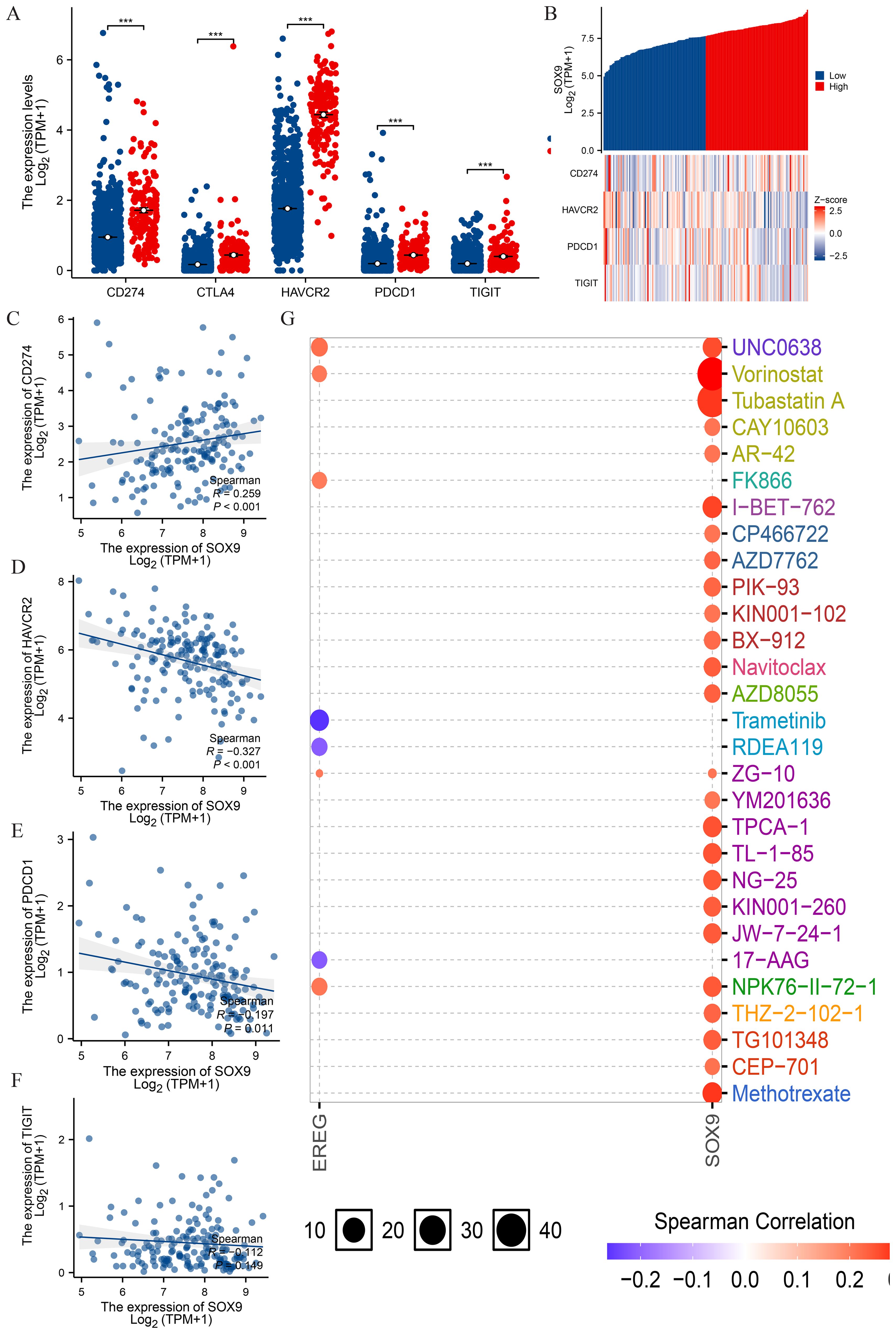 A composite image with various graphs and charts. Panel A shows box plots of gene expressions for CD274, CTLA4, HAVCR2, PDCD1, and TIGIT, indicating significant differences between groups. Panel B is a bar chart with a heat map showing expression levels of those genes, categorized into high and low expression. Panels C-F are scatter plots correlating SOX9 expression with CD274, HAVCR2, PDCD1, and TIGIT expressions, respectively, with accompanying Spearman R and p-values. Panel G shows a bubble chart of drug compounds correlated with ERG and SOX9 expressions, colored from blue to red based on Spearman Correlation values.