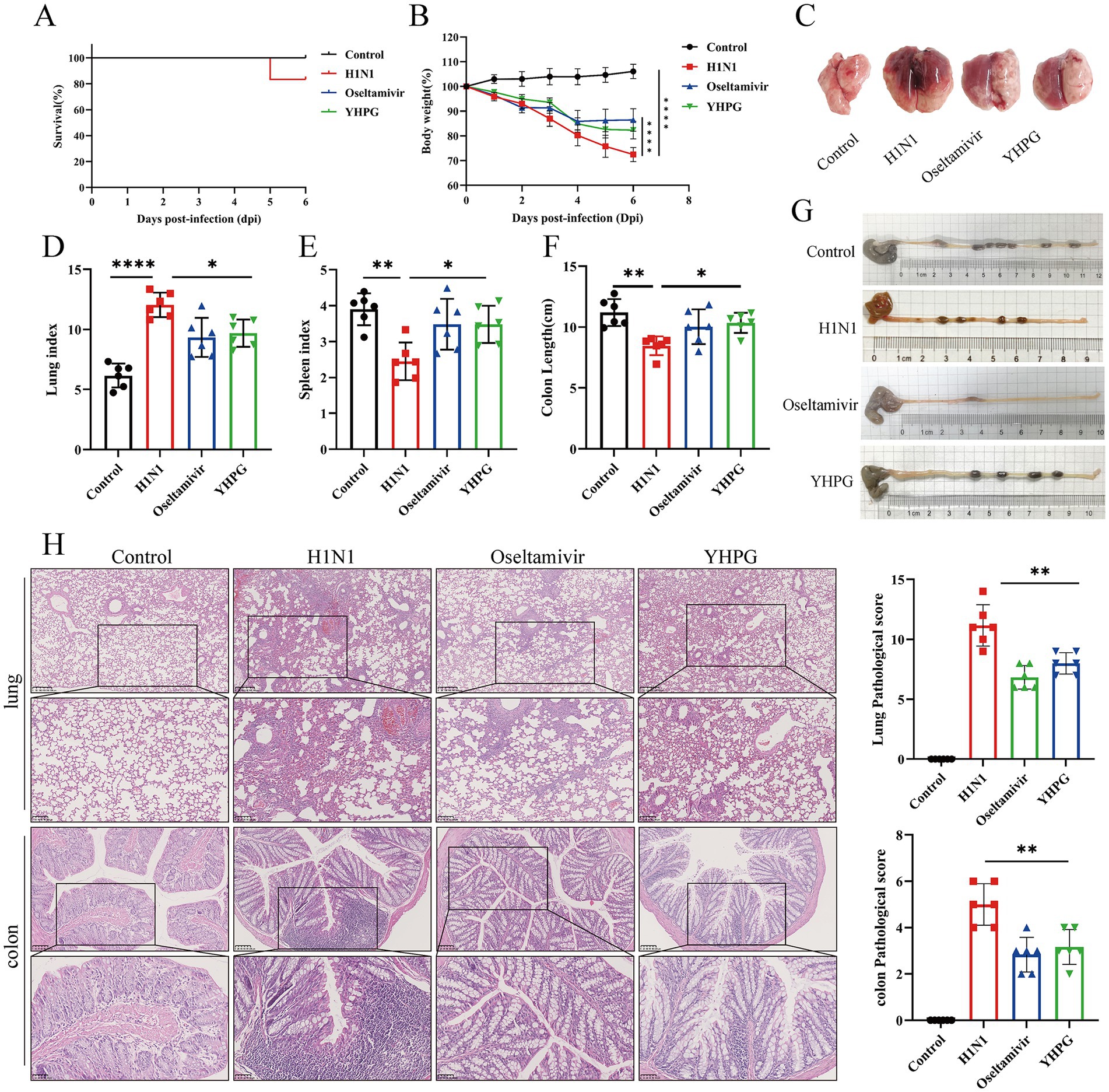 This image contains multiple panels showing experimental data from a study. Panel A is a survival curve for four groups: Control, H1N1, Oseltamivir, and YHPG. Panel B shows a line graph of body weight changes over days post-infection. Panel C displays images of lungs from each group. Panels D, E, and F present bar graphs of lung index, spleen index, and colon length, respectively. Panel G shows images of colons and their contents. Panel H contains histological images of lung and colon tissues from each group, accompanied by bar graphs of lung and colon pathological scores.