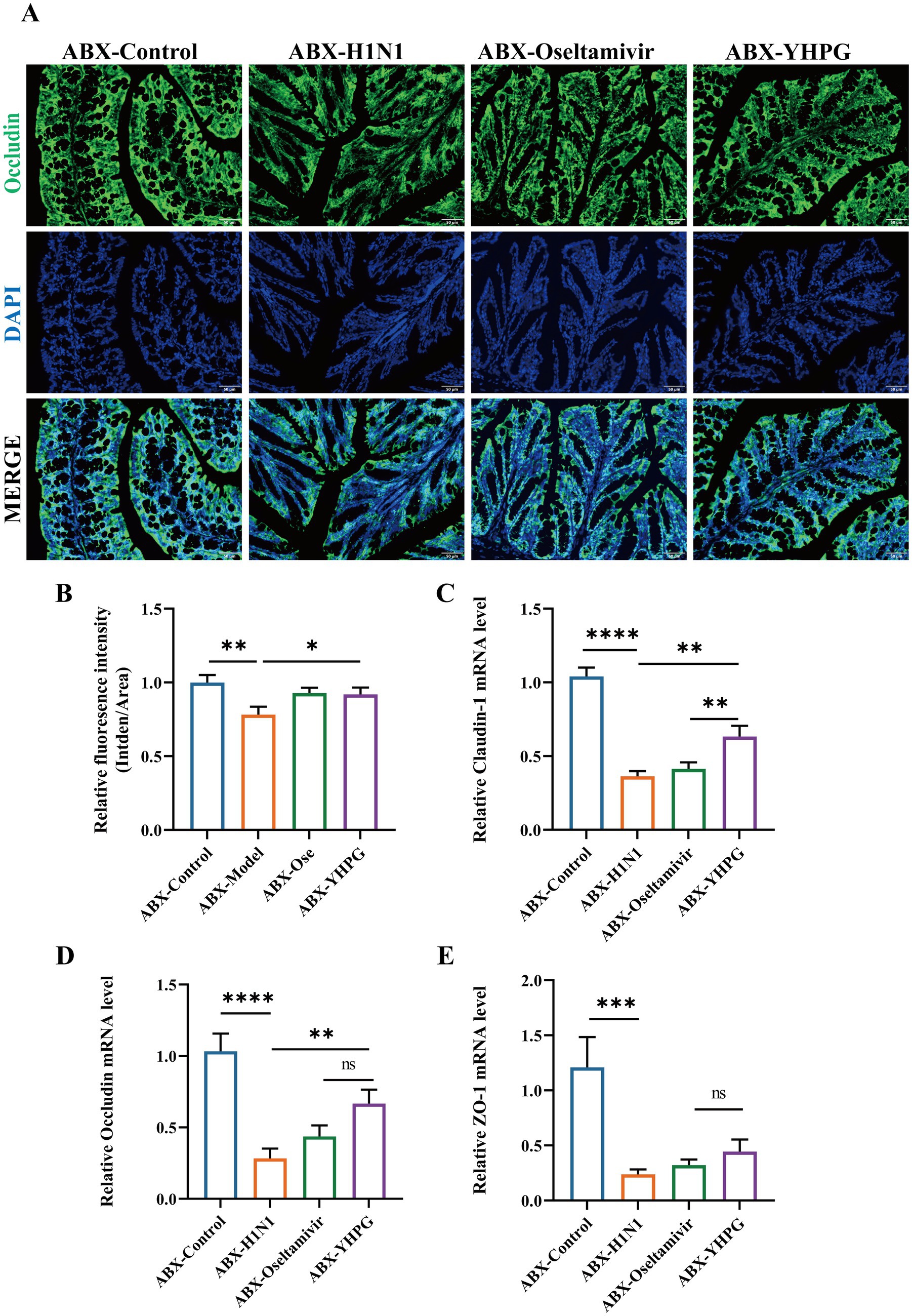 Panel A shows fluorescence images of gut tissue stained for Occludin (green) and DAPI (blue) with merged images under different conditions: ABX-Control, ABX-H1N1, ABX-Oseltamivir, and ABX-YHPG. Panels B to E display bar graphs illustrating relative fluorescence intensity and mRNA levels of Claudin-1, Occludin, and ZO-1 across the same conditions, indicating statistical differences marked by asterisks.