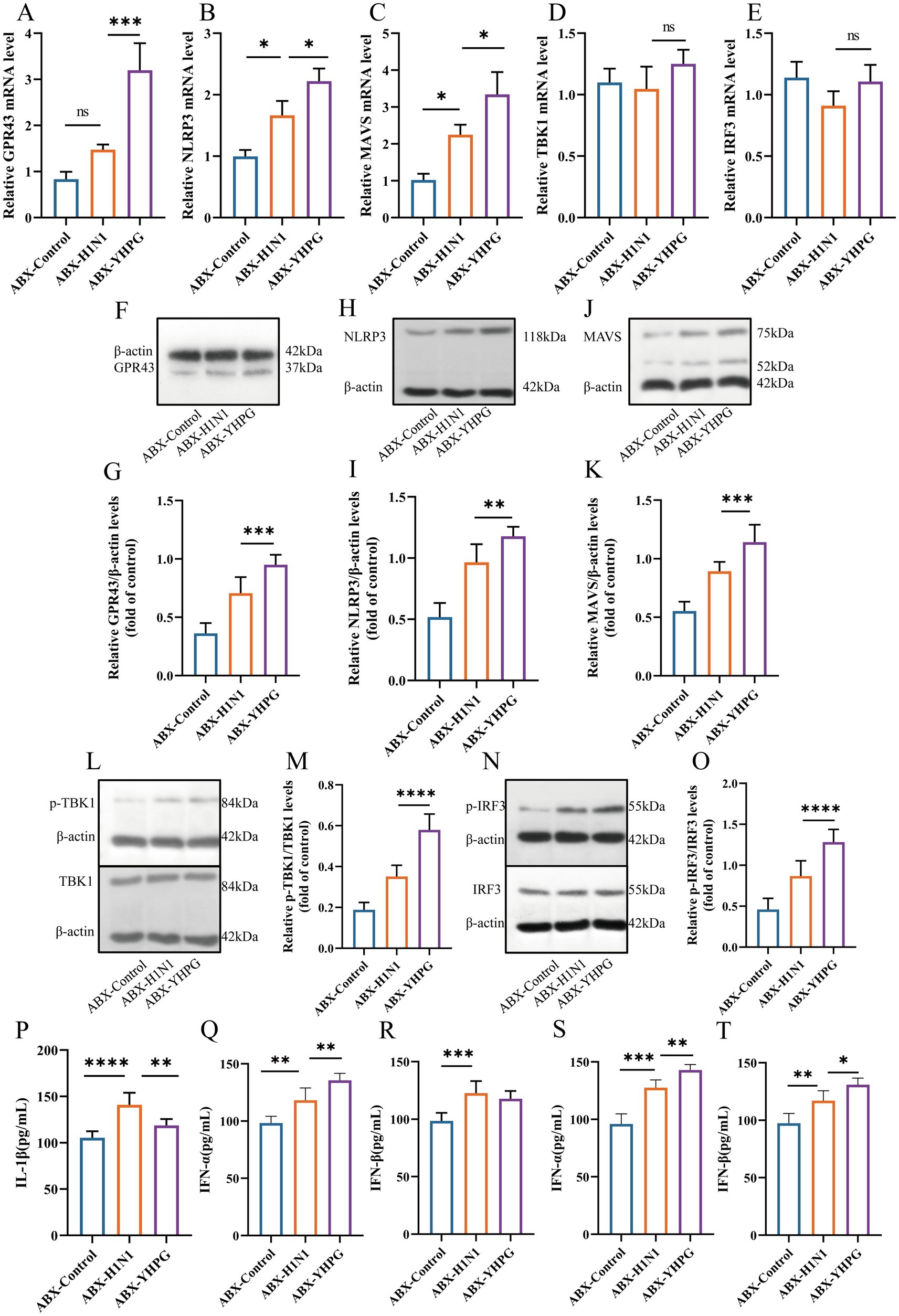 Bar charts and Western blot images are displayed, measuring gene and protein expression across different treatments labeled ABX-Control, ABX-H1N1, and ABX-YHFG. Statistical significance is noted with asterisks, indicating comparisons between groups. The blots show bands for specific proteins such as GPR43, NLRP3, TBK1, and IRF3, with β-actin as a loading control. Charts plot relative expression levels or protein concentrations, highlighting notable changes or stability among the groups.