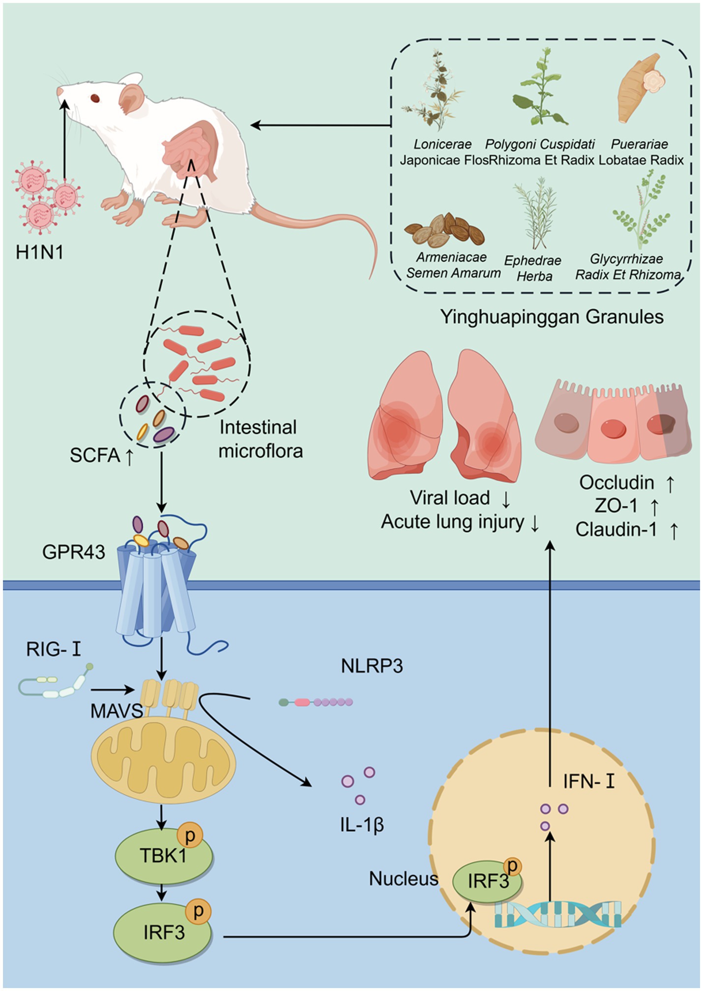 Diagram illustrating the effects of Yinghuapinggan Granules on H1N1-infected mice. The granules, composed of various herbs, influence intestinal microflora, increasing SCFA levels which activate GPR43. This activation impacts pathways involving RIG-I and MAVS, enhancing the immune response via TBK1 and IRF3, leading to IFN-I production. The outcome reduces viral load and acute lung injury, and enhances lung barrier integrity by increasing Occludin, ZO-1, and Claudin-1 levels.