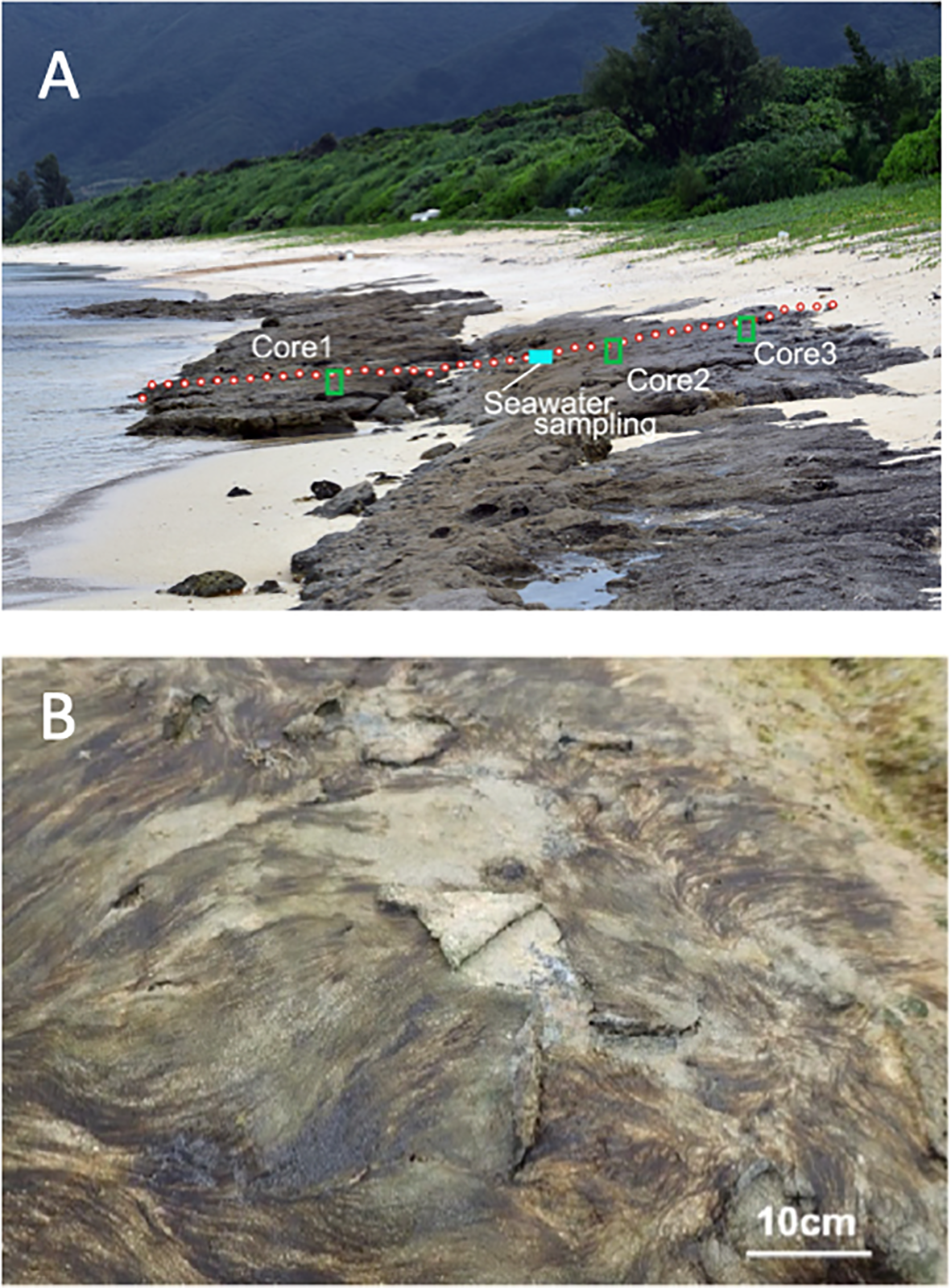 A) Coastal scene with sandy beach and rock formations labeled Core1, Core2, Core3, and seawater sampling points. Green labels and a dotted red line highlight sampling areas. Lush greenery is in the background. B) Close-up of textured rock surface with swirling patterns, a scale indicating ten centimeters.