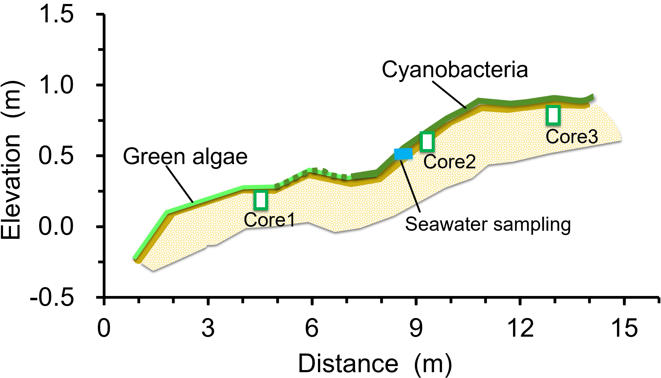 Cross-sectional diagram showing elevation versus distance with labels for green algae and cyanobacteria. Three core samples, Core1, Core2, and Core3, are marked along the profile. Seawater sampling is indicated near Core2. Elevation varies from negative 0.5 to 1.5 meters over a distance of zero to fifteen meters.