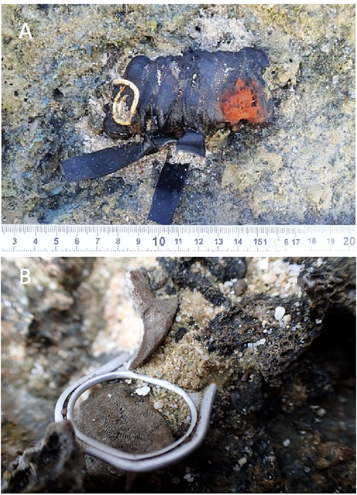 Panel A shows a black, wrapped object with an orange section, measuring about 11 centimeters, on a rocky surface. Panel B displays a white, plastic ring entangled with marine debris on the sand.