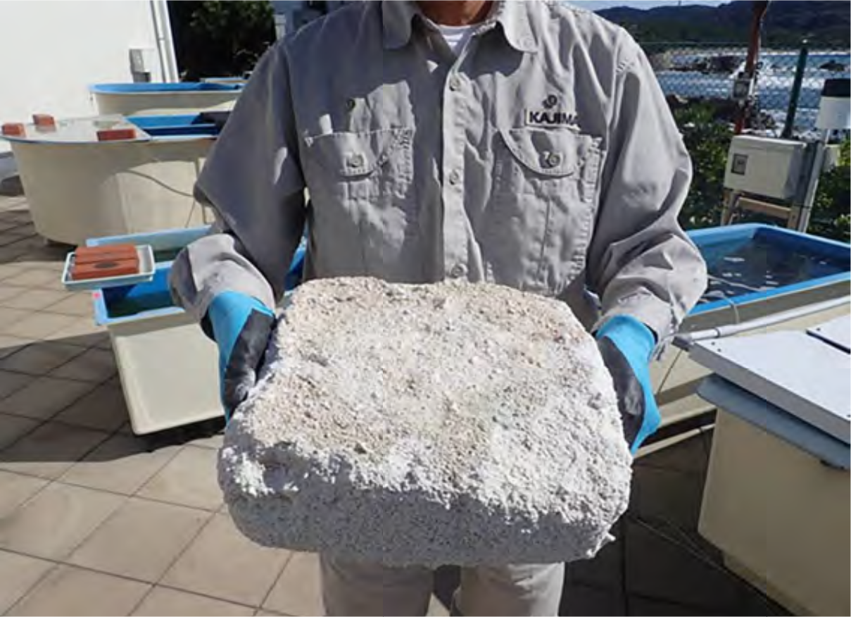 A person wearing a gray uniform and blue gloves holds a large, porous, white block. The background shows several rectangular tanks with blue rims on a tiled surface, and outdoor scenery.