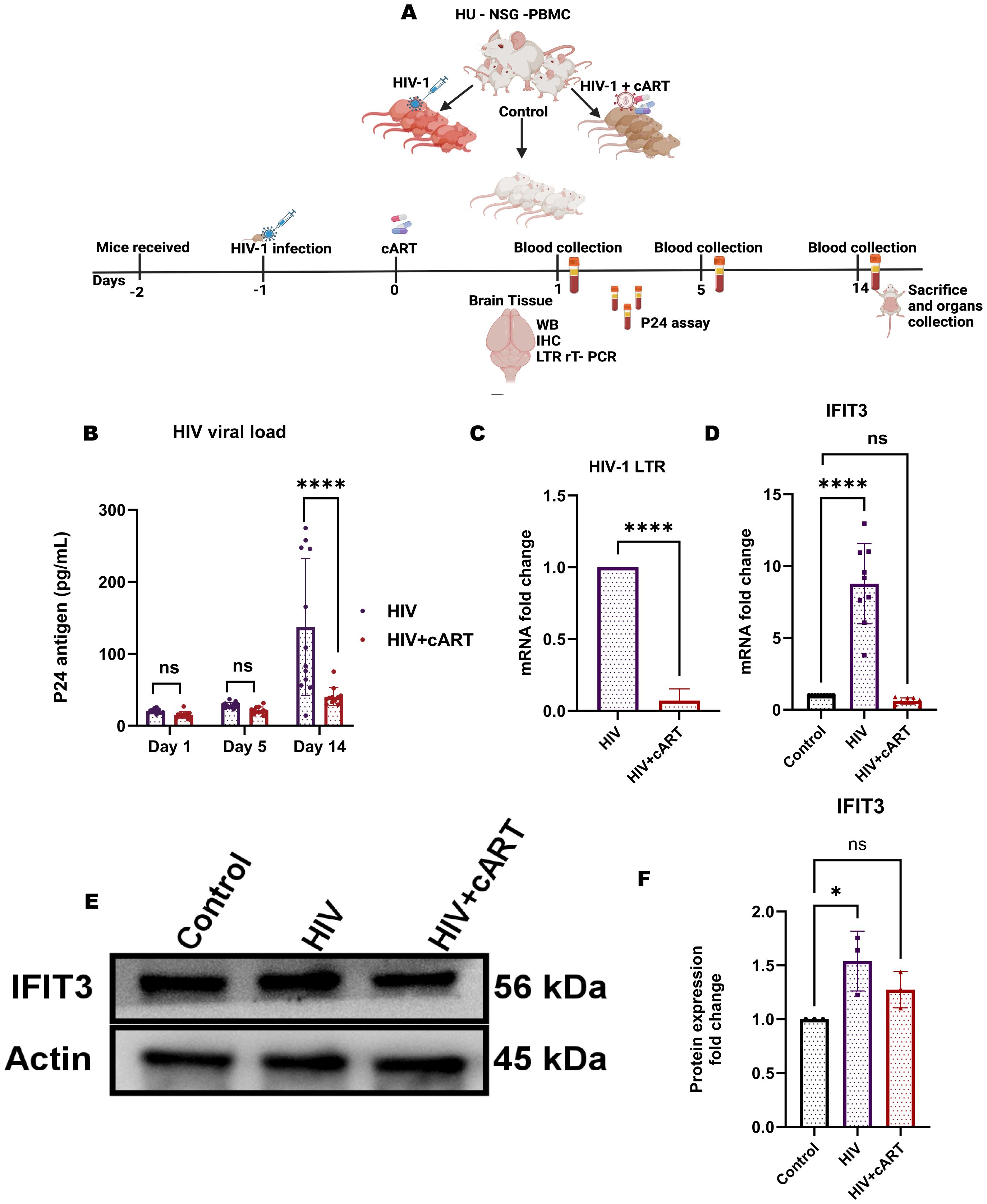 Diagram showing an experimental setup and results in Hu-NSG-PBMC mice for HIV research. Panel A illustrates the process, including infection with HIV-1, treatment with cART, and sampling timelines. Panels B-D present bar graphs of P24 antigen levels, HIV-1 LTR, and IFIT3 mRNA fold change, showing significant differences. Panel E displays a Western blot image of IFIT3 and Actin. Panel F provides a bar graph of IFIT3 protein expression fold change, also showing significant differences. Statistical significance is marked with asterisks in graphs.