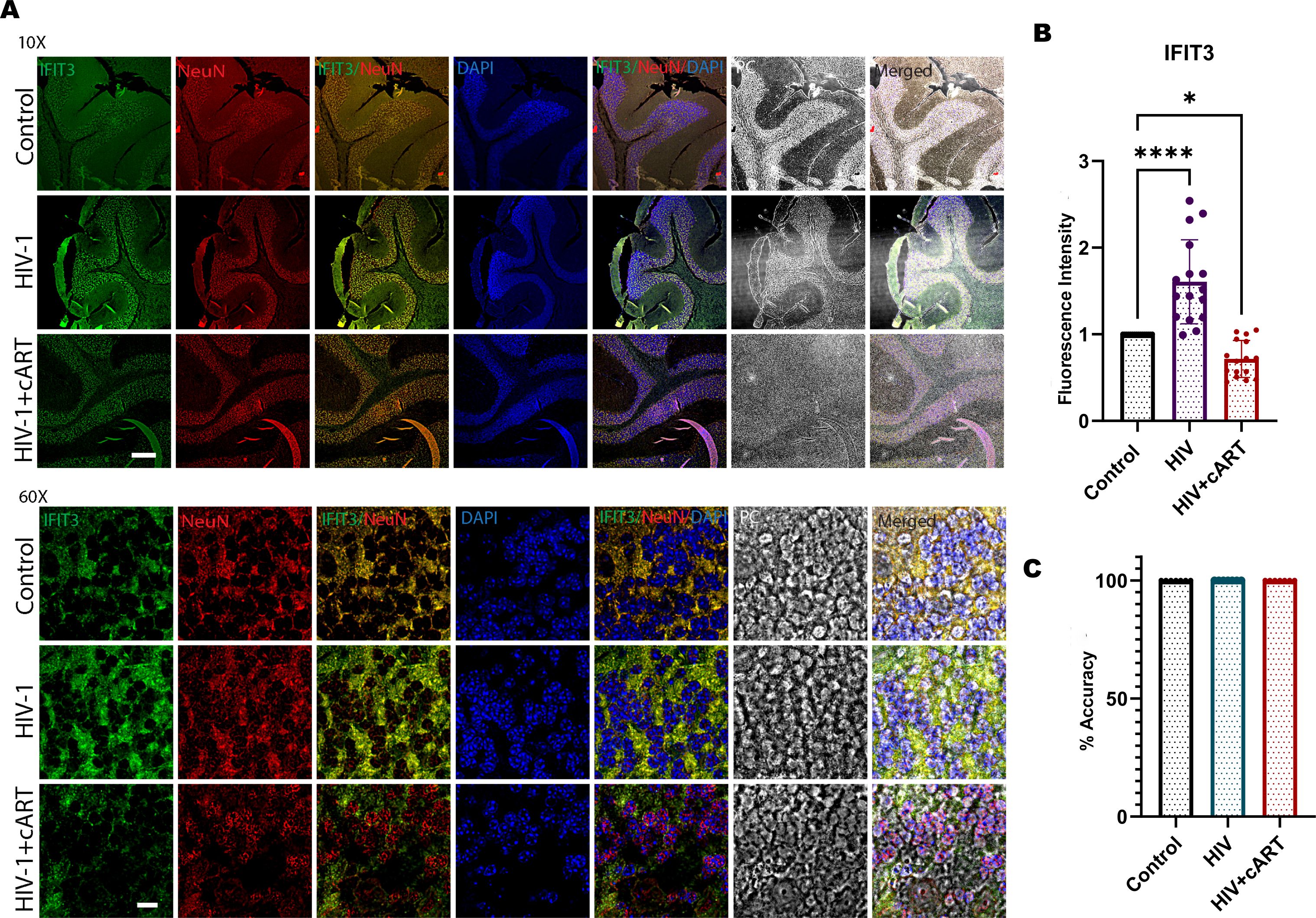 Fluorescence microscopy images and graphs depict IFIT3 expression in brain tissues. Panel A shows 10X and 60X magnifications for control, HIV, and HIV with cART treatments using IFIT3, NeuN, DAPI, and merged channels. Panel B is a bar graph comparing fluorescence intensity across conditions. Panel C is a graph showing accuracy percentages, which remain consistent across all conditions.