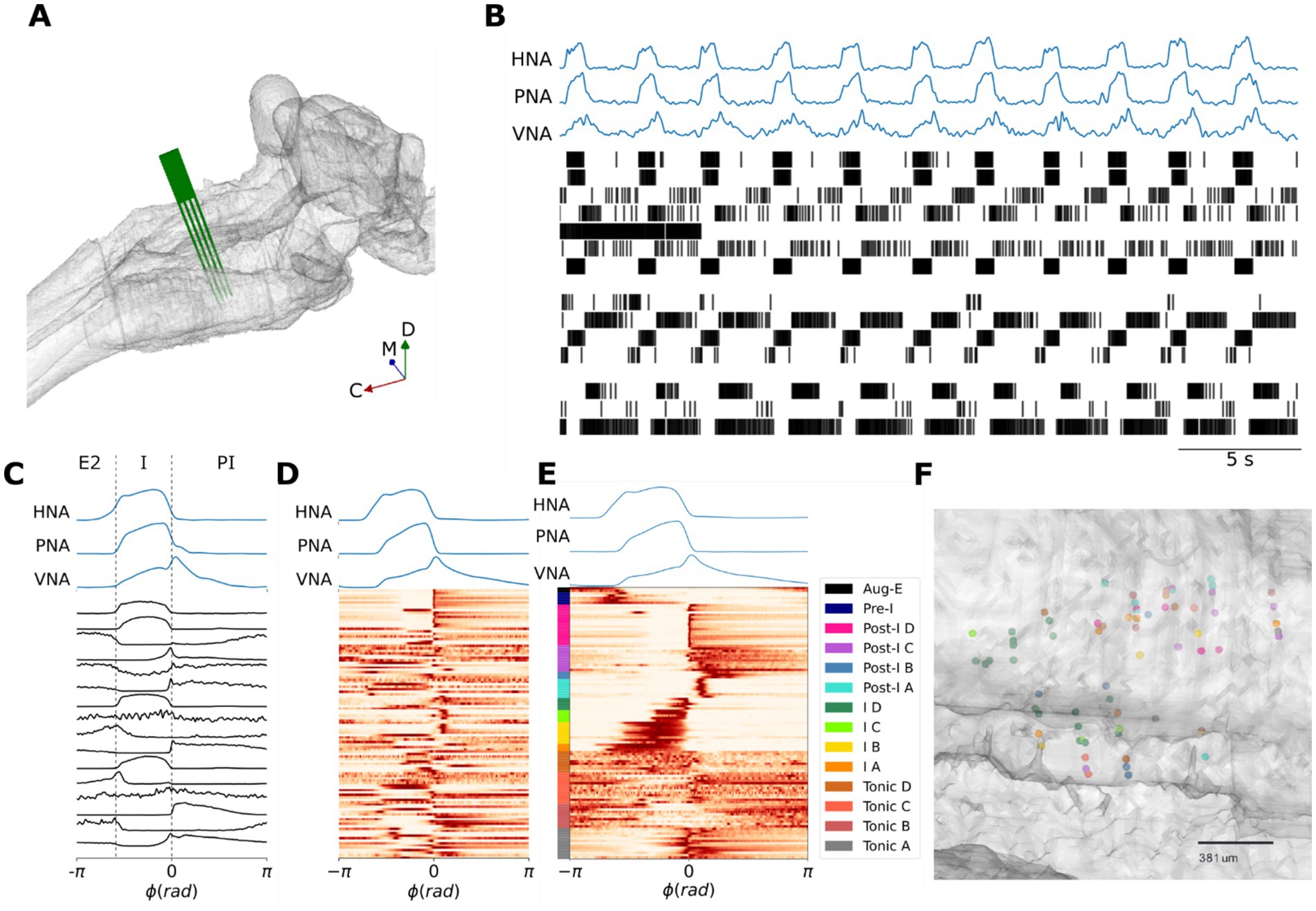 A scientific graphic composed of multiple panels. Panel A shows a 3D anatomical model with a green section marked. Panel B displays line graphs for HNA, PNA, and VNA over time with corresponding bar codes. Panels C, D, and E feature line graphs coupled with heat maps illustrating phase relationships in radians, with a color-coded legend on the right. Panel F presents a grayscale anatomical image with colorful markers placed at various points, indicating regions of interest, against a scale of 381 micrometers.