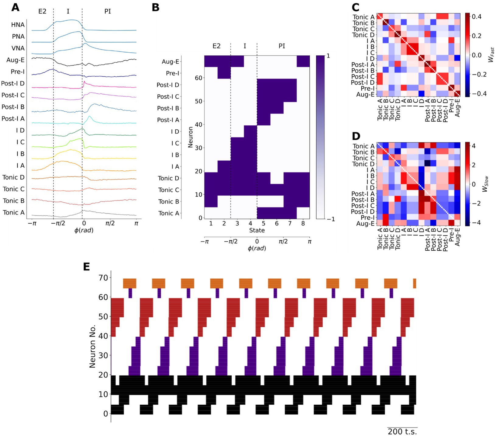 Graphical representation of neuronal activity patterns. Panel A shows oscillatory patterns for various neuron types over a range of phases. Panel B is a heatmap of neuron activity states with color intensity indicating activation levels. Panel C presents a connectivity matrix showing fast weights between neuron types, with color gradients indicating strength. Panel D shows a similar matrix for slow weights. Panel E is a stacked bar graph displaying neuron activity over time, separated by neuron number and arranged in repeated cycles. Each panel labels neuron types and activity phases E2, I, and PI.