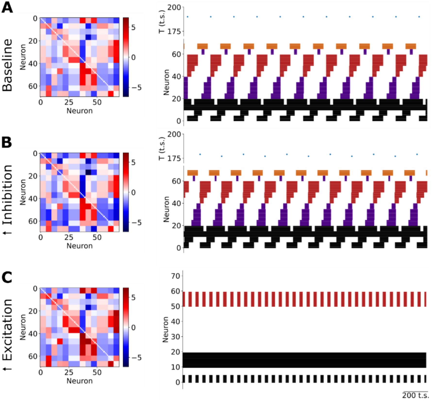 Three panels labeled A, B, and C each show two graphics. The left graphic in each panel is a heatmap with color gradients from blue to red, showing varying interactions among neurons. The right graphic in each panel is a histogram-like plot over time labeled