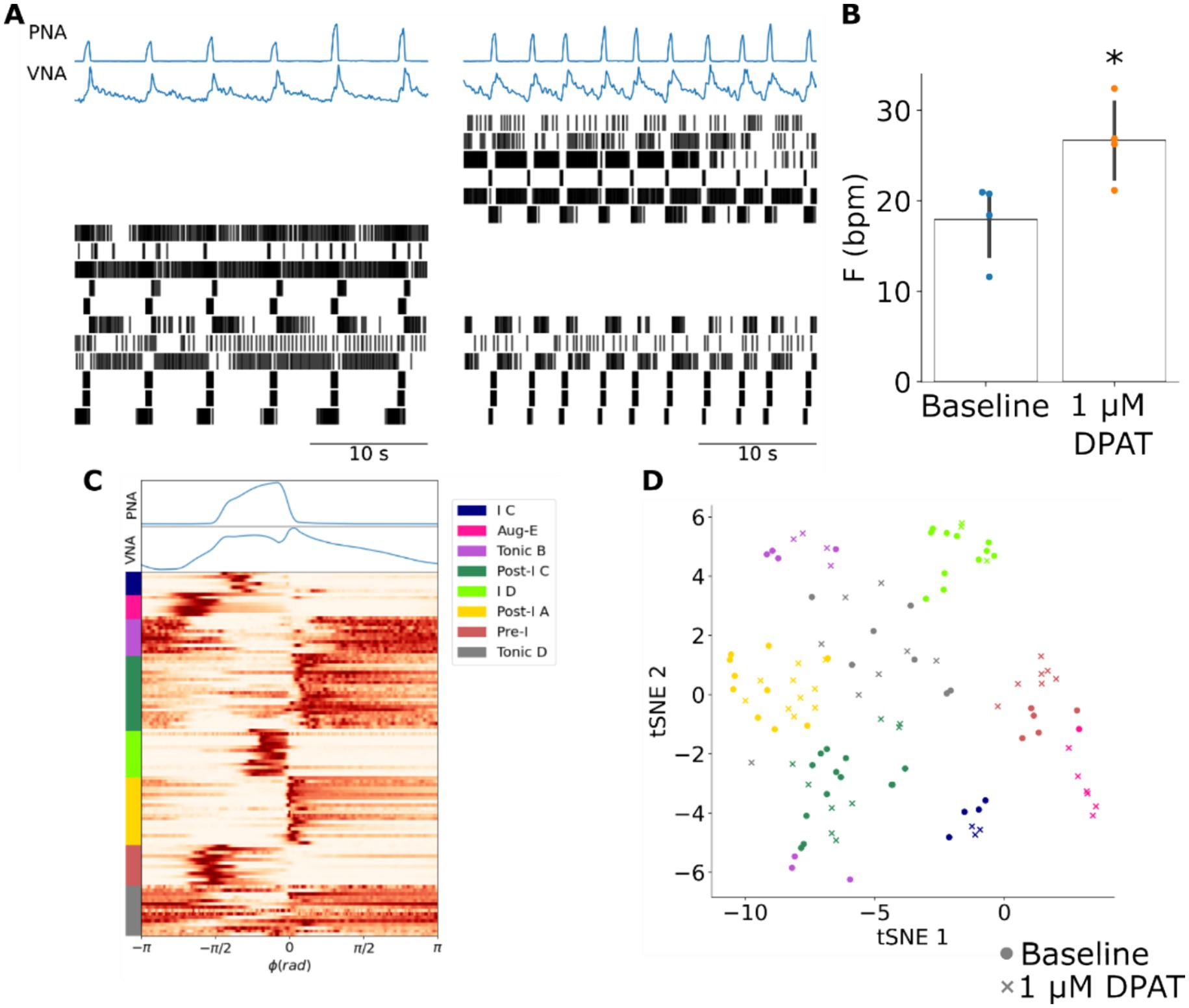 Panel A shows respiratory traces of PNA and VNA over time with corresponding spike train plots. Panel B presents a bar graph comparing baseline frequency with 1 µM DPAT, showing an increase marked by an asterisk. Panel C displays a heatmap of neural activity patterns, color-coded by neuron type, with PNA and VNA traces above. Panel D is a t-SNE plot illustrating clustering of neural response data at baseline and after DPAT, differentiated by color and shape.