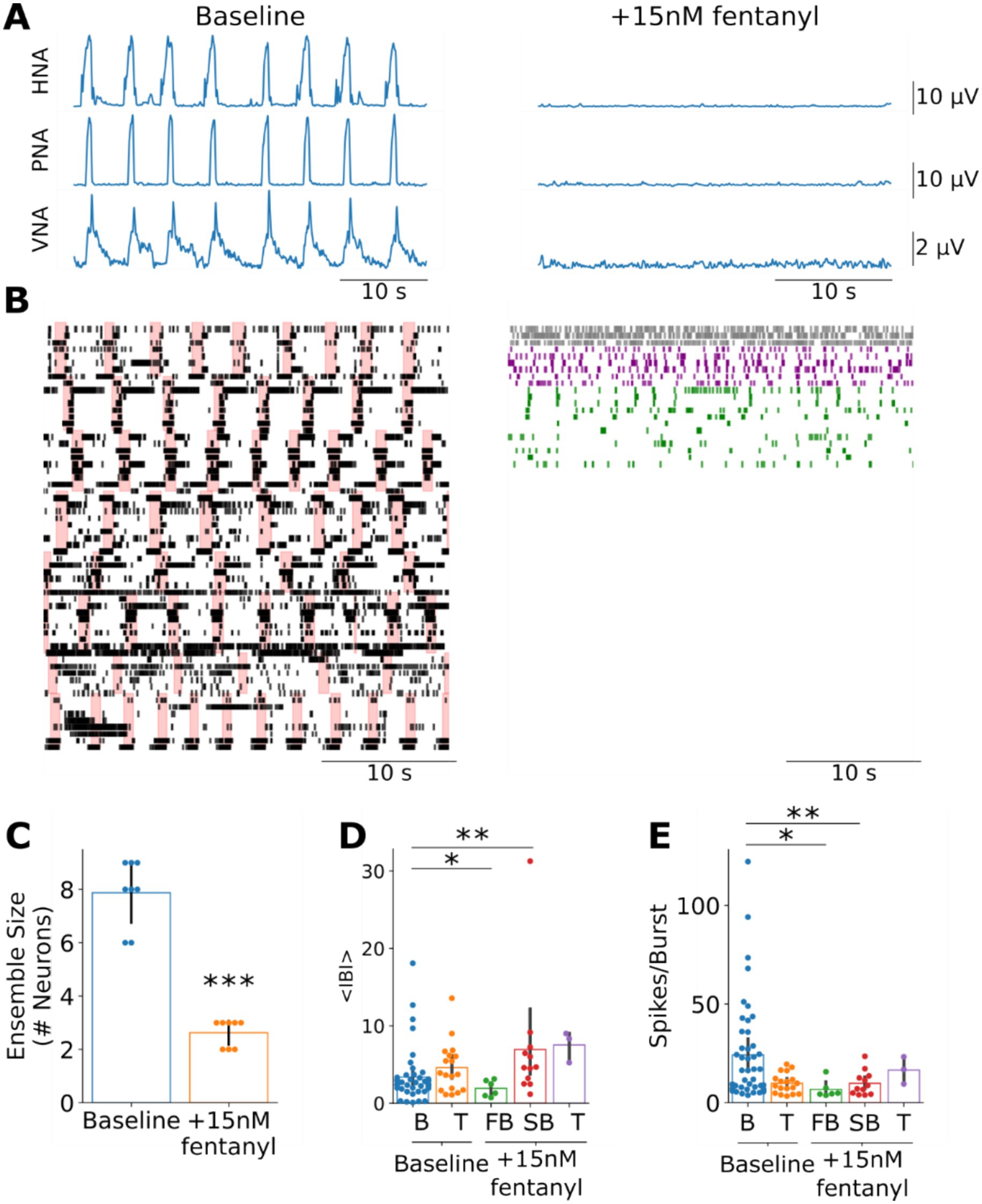 Panel A displays neural activity recordings under baseline conditions and post-15 nanomolar fentanyl application. Baseline shows prominent oscillations, whereas fentanyl dampens activity significantly. Panel B shows neural raster plots, with baseline revealing complex patterns while fentanyl reduces activity. Panel C presents a bar graph illustrating a decrease in neuron ensemble size after fentanyl application. Panels D and E feature bar graphs showing an increase in inter-burst interval and a decrease in spikes per burst under fentanyl versus baseline, with significance indicated by asterisks.