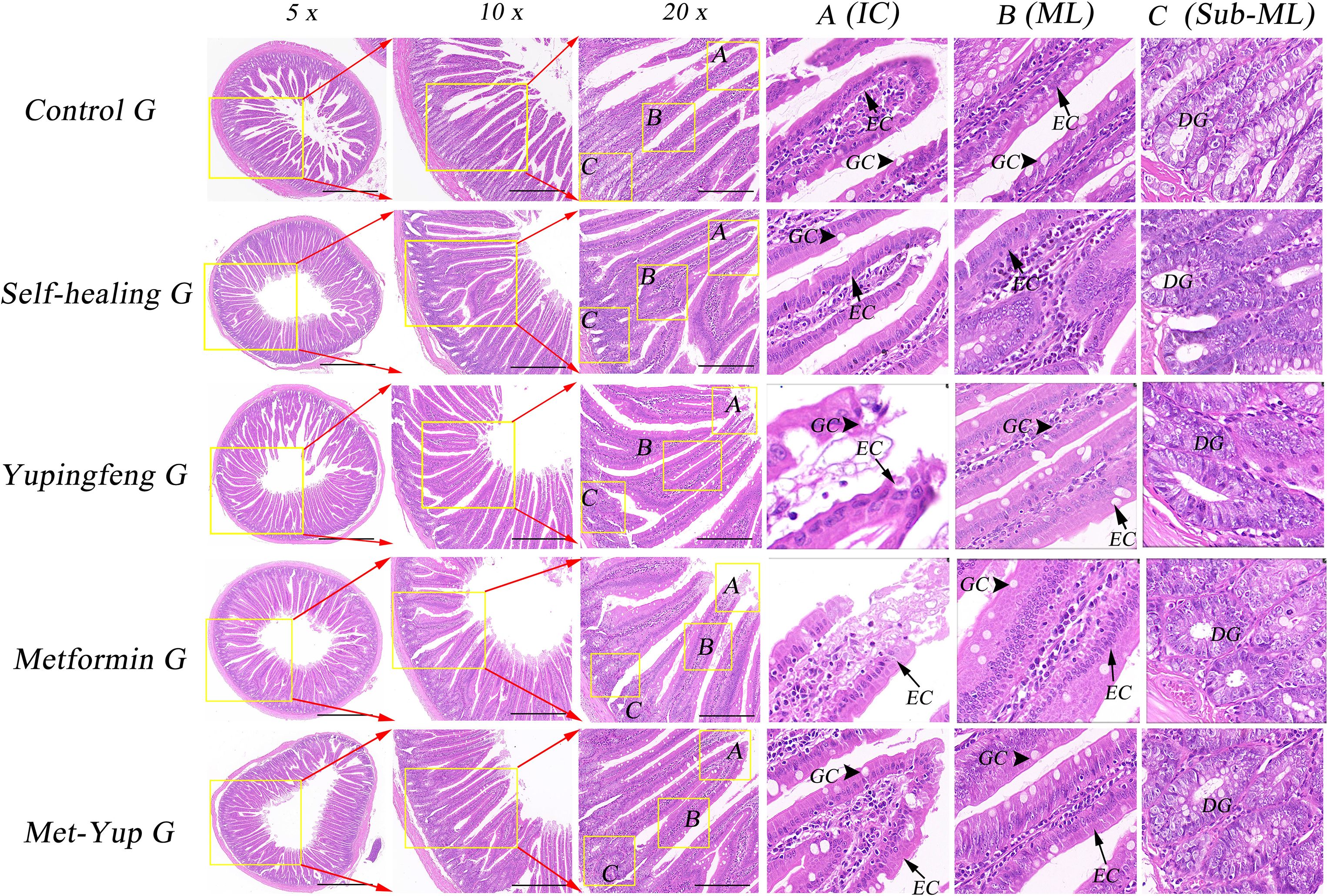 Microscopic images of gut tissue sections from five groups: Control G, Self-healing G, Yupingfeng G, Metformin G, and Met-Yup G. Each group shows tissue at magnifications of five times, ten times, and twenty times, highlighting regions A, B, and C with annotations for intestinal cell types such as EC (enterocytes), GC (goblet cells), and DG (duodenal glands). Patterns and cellular structures vary among the groups.