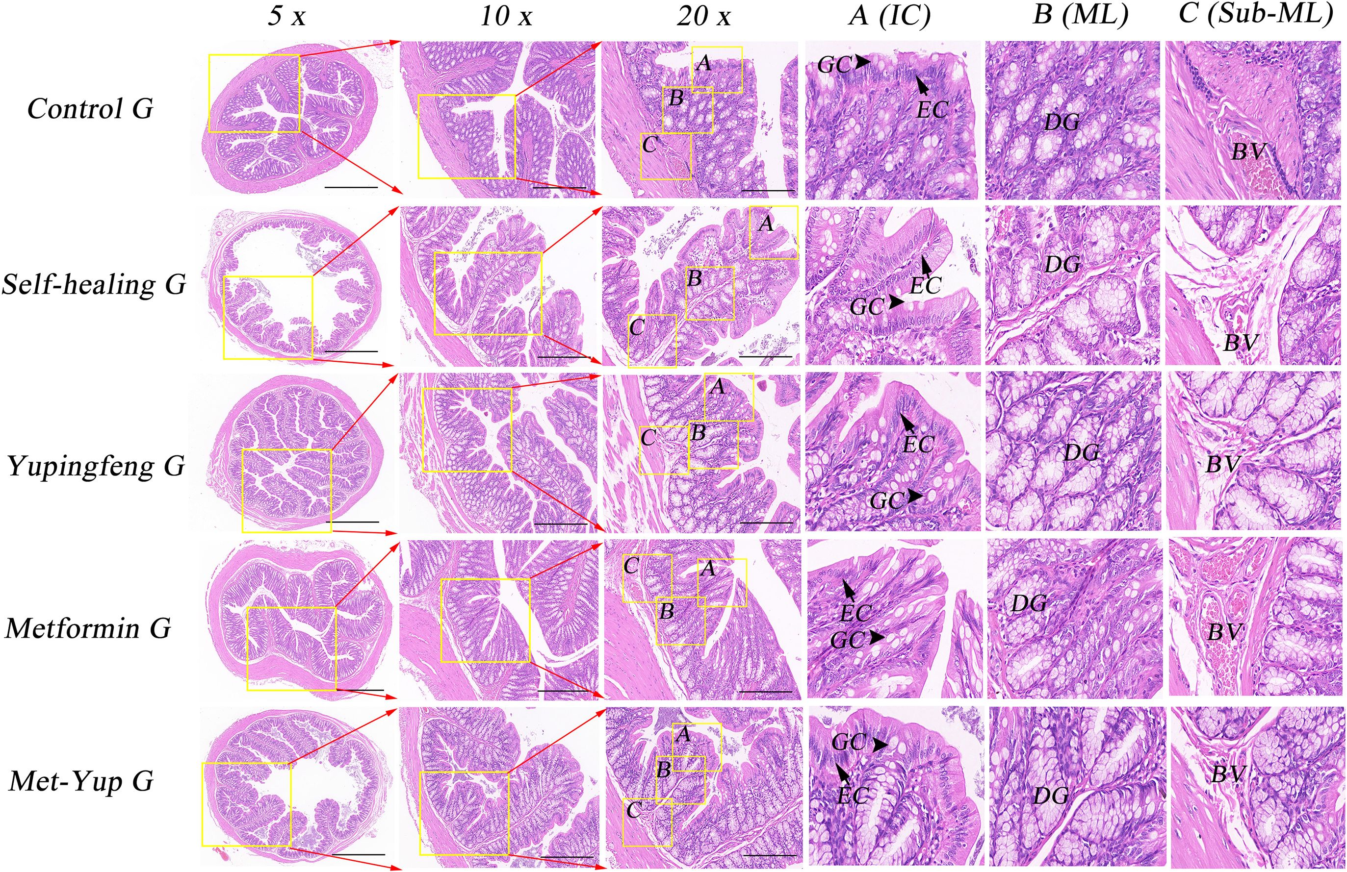 Microscopic images of intestinal sections from five different groups: Control, Self-healing, Yupinfeng, Metformin, and Met-Yup. Each group shows sections magnified at 5x, 10x, and 20x. Higher magnification images are labeled A, B, and C, highlighting various tissue structures and cellular details, including goblet cells (GC), epithelial cells (EC), different gland areas (DG), and blood vessels (BV). Each row represents a different treatment group to compare intestinal tissue morphology.