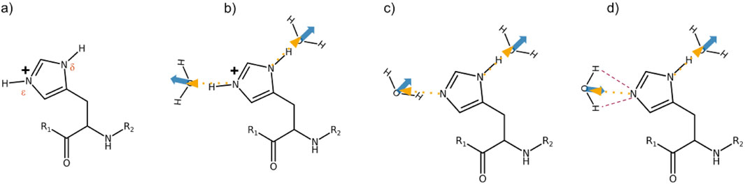Chemical structures illustrating hydrogen bonding interactions in four scenarios: a) Nomenclature of the imidazolium hydrogens to discriminate delta and epsilon nitrogens. b) Hydrogen bonding in the case of protonated histidine. The water dipoles point away from the nitrogens. c) Single hydrogen bond to the depronated nitrogen of histidine. d) Double hydrogen bond of water towards this deprotonated nitrogen. All structures include substituents labeled R1 and R2, and use arrows and dashed lines to indicate interactions.