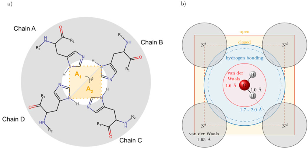 Diagram illustrating molecular interactions. a) Scheme of the bottleneck of the ion channel, which can be characterized by an area connecting the delta nitrogens. b) Water molecule and its hydrogen bonding sphere compared to the open and close area in (a).