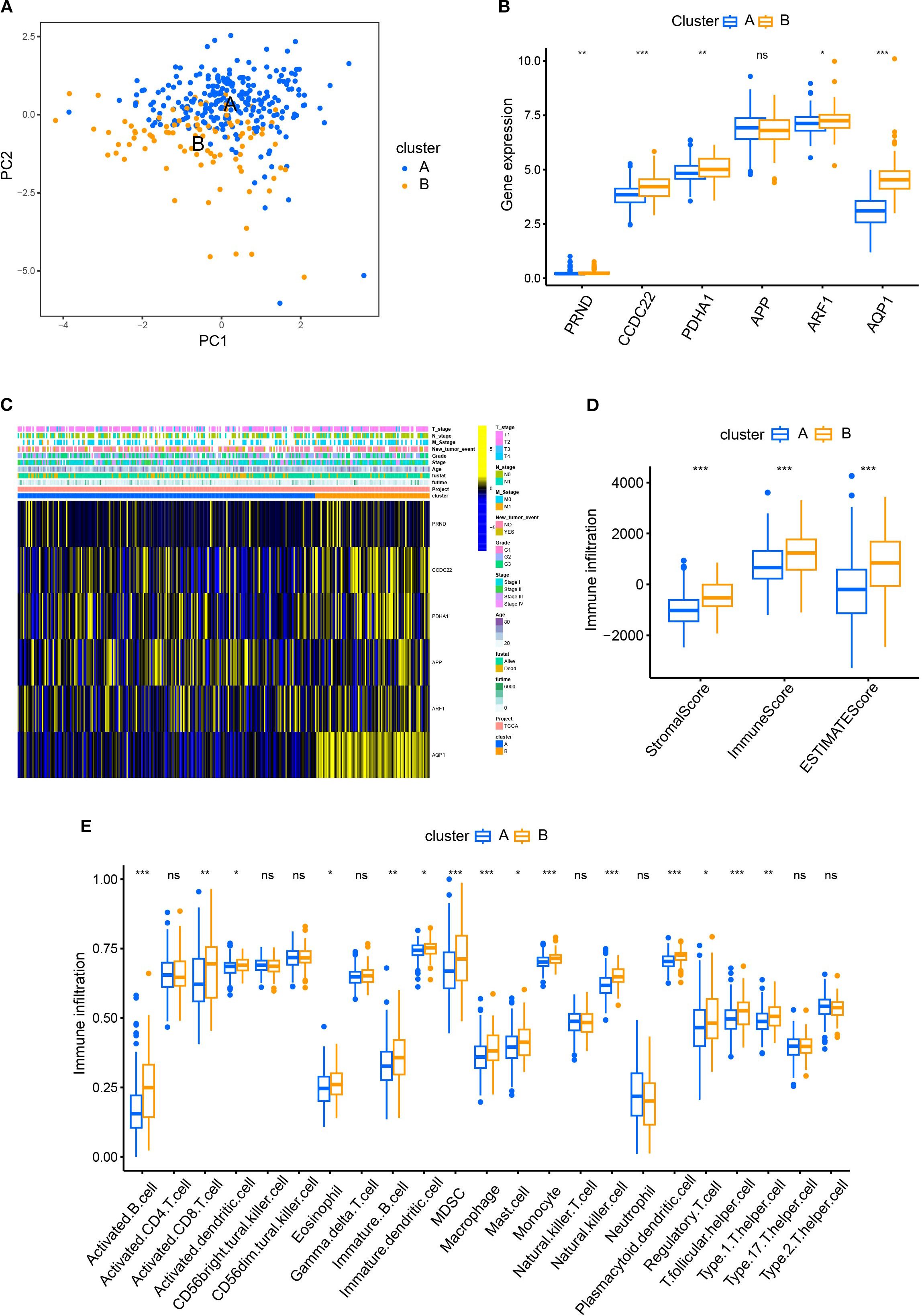Scatter plots display two clusters, A (blue) and B (orange), analyzed using principal component analysis (PCA). Box plots compare gene expression levels with immune infiltration scores between clusters A and B, revealing differential expression of copper death genes. Heatmaps visualize expression levels of specific genes. Significant differences are marked with asterisks.