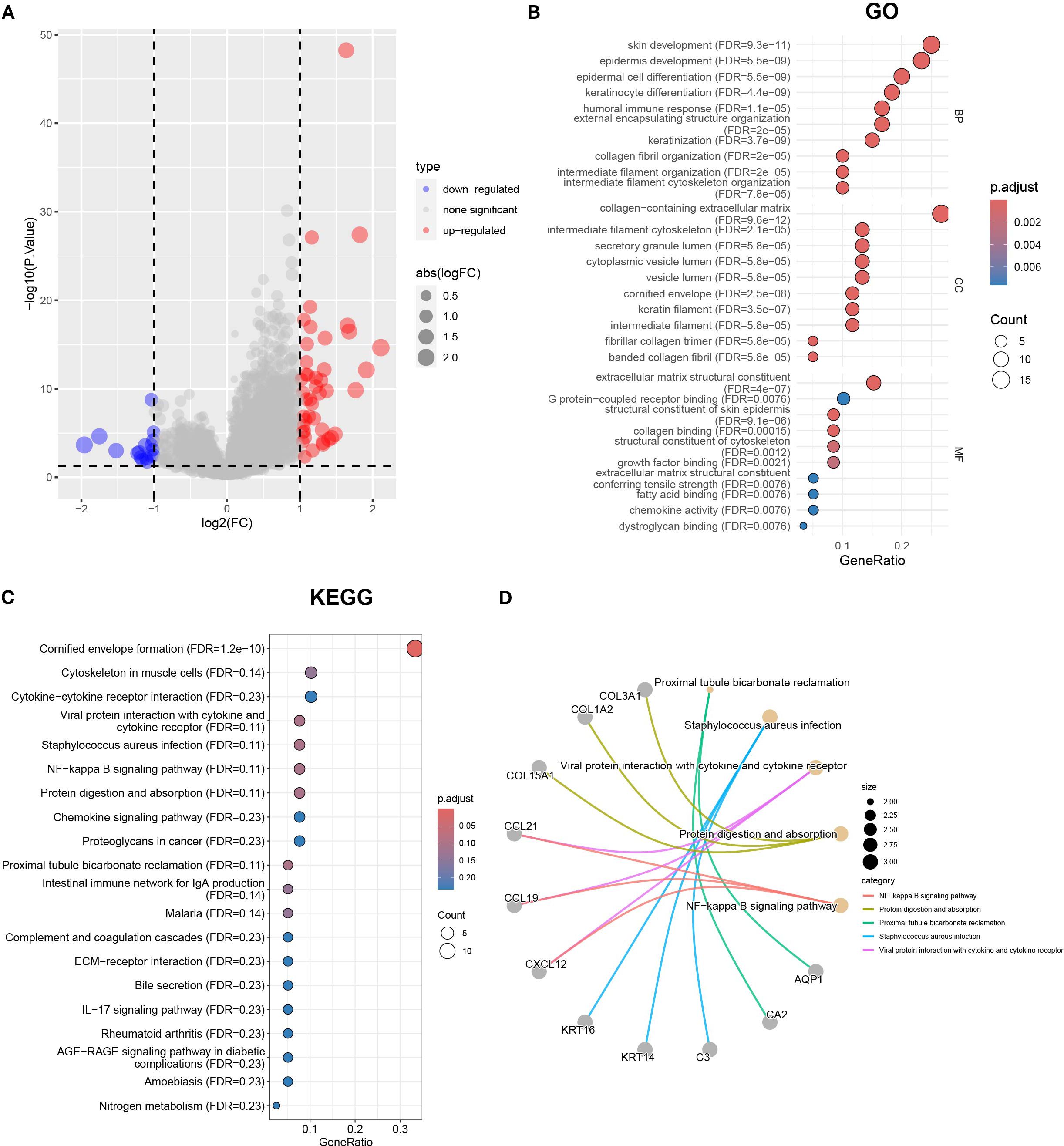 Panel A shows a volcano plot highlighting gene expression differences, with red indicating up-regulated and blue indicating down-regulated genes. Panel B is a dot plot displaying GO term enrichment categorized into Biological Process (BP), Cellular Component (CC), and Molecular Function (MF). Panel C presents a KEGG pathway enrichment analysis, with circle size indicating gene count and color indicating adjusted p-value. Panel D depicts a network plot of enriched pathways with gene nodes connected to relevant pathways, illustrating key interactions.