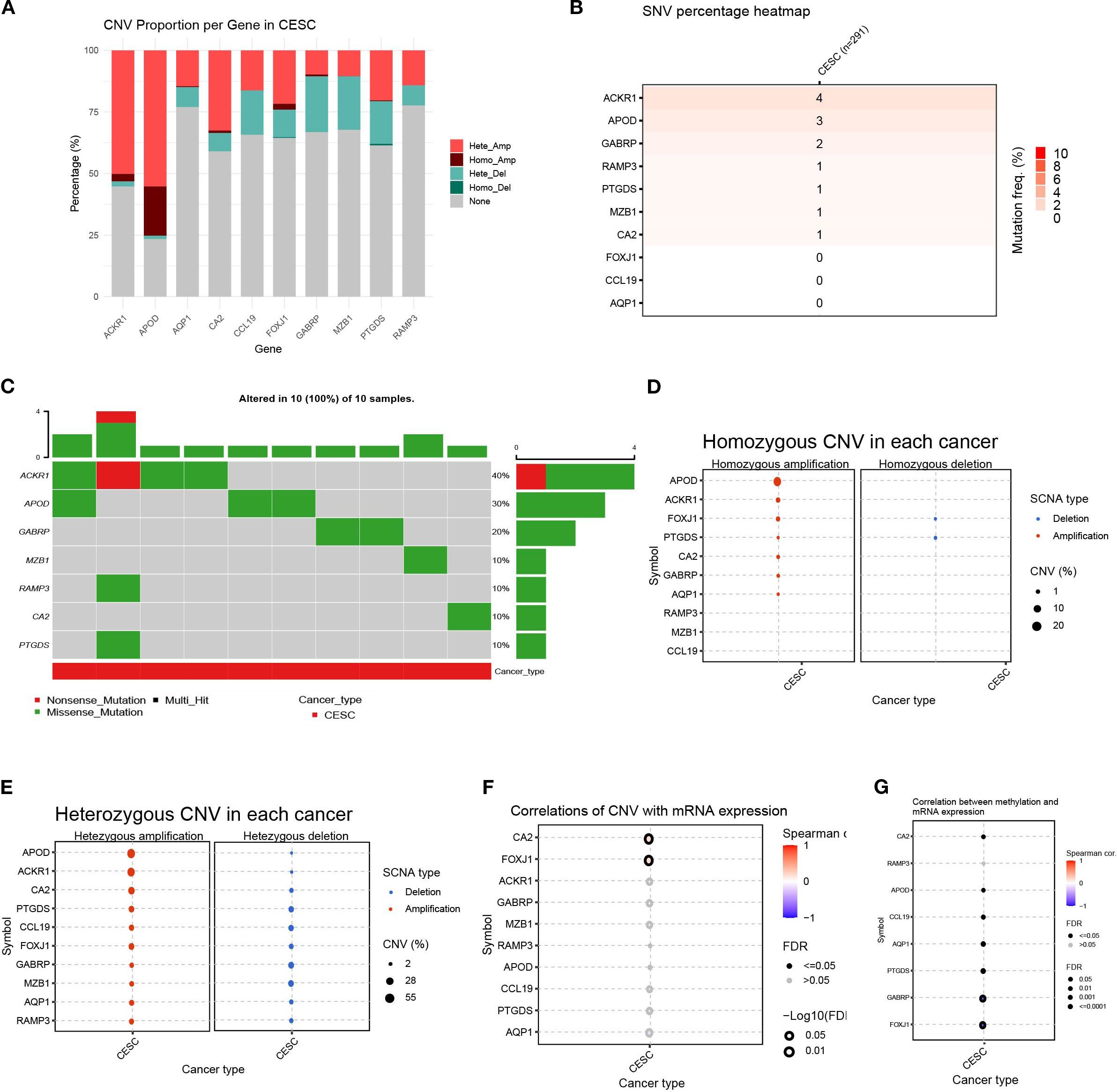 Grouped data visualizations showing genetic alterations in CESC cancer samples.   A: Bar chart of CNV proportions per gene, indicating variable amplification and deletion types for each gene with different colors.   B: Heatmap showing SNV percentage, displaying mutation frequency across several genes.   C: Stacked bar chart representing mutations detected in 10% of samples, with different mutation types color-coded.   D: Dot plot of homozygous CNV in cancers, differentiating amplifications and deletions by size and color.   E: Dot plot of heterozygous CNV, illustrating deletion and amplification percentages.   F: Dot plot showing correlations of CNV with mRNA expression, color-coded by correlation coefficient.   G: Dot plot detailing correlation between methylation and mRNA expression levels, using colors and sizes to represent statistical significance.