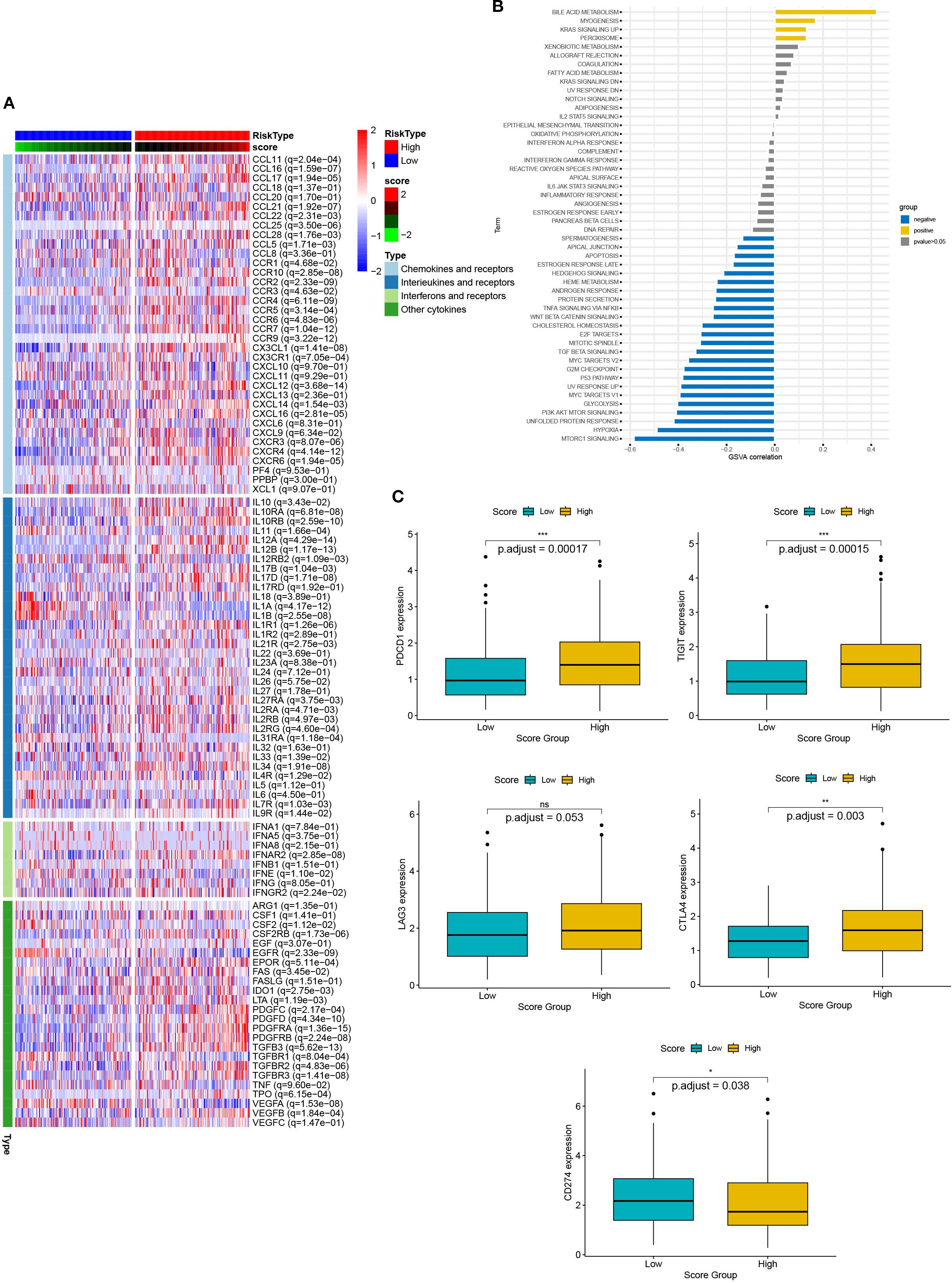 Heatmap, bar chart, and box plot analysis of gene expression profiles. Panel A displays a heatmap categorized by risk types, indicating scores for chemokines, interleukins, interferons, and cytokines. Panel B features a bar chart illustrating GSVA correlation of different biological pathways, differentiated by groups. Panel C consists of box plots comparing PDCD1, TIGIT, LAG3, CTLA4, and CD274 expression levels between low and high score groups, with adjusted p-values for significance.