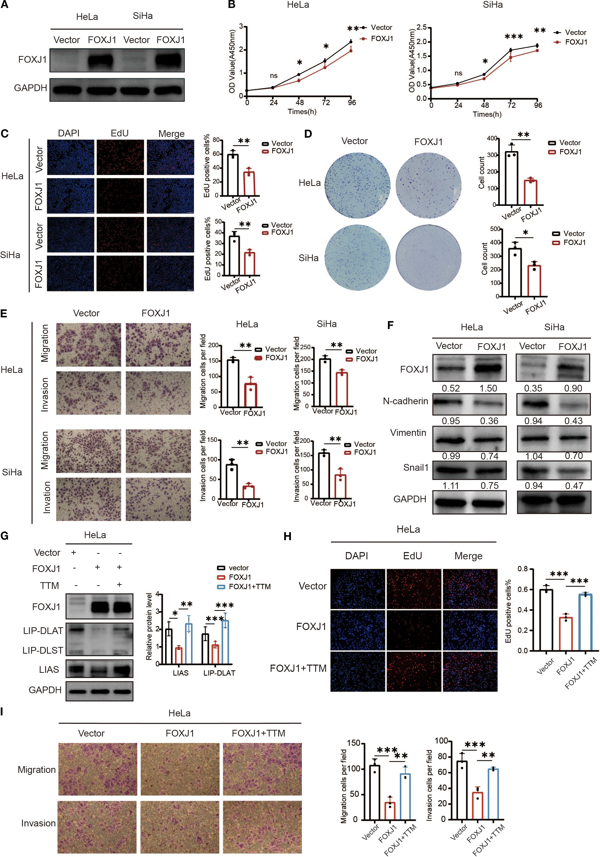 A multi-panel scientific figure displays experimental results on FOXJ1 expression's effects in HeLa and SiHa cells. Panel A shows Western blots for FOXJ1 and GAPDH. Panel B features growth curves comparing vector and FOXJ1 expression. Panel C includes cell proliferation images with DAPI and EdU staining, and related graphs. Panel D presents colony formation images and quantification for vector and FOXJ1. Panel E shows images and graphs of cell migration and invasion assays. Panel F displays Western blots for FOXJ1 and EMT markers. Panel G highlights Western blot results for FOXJ1 and related proteins with a bar graph. Panel H shows proliferation assays under different conditions with quantification. Panel I contains migration and invasion images with corresponding graphs.