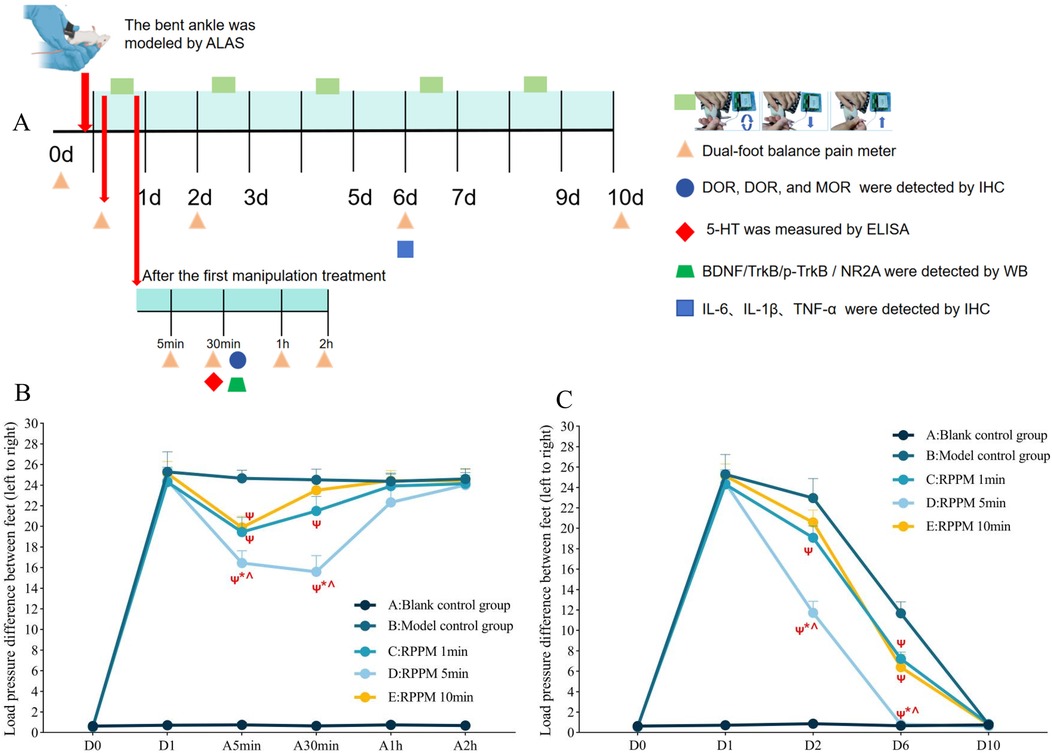 Panel A illustrates a timeline of experimental procedures involving ankle bending using the ALAS model and subsequent manipulation treatments. Key timepoints for assessments and sample collection are marked with different symbols representing behavioral and molecular assays including dual-foot balance testing, immunohistochemistry, ELISA, and western blotting. Panels B and C show line graphs depicting changes in load pressure difference between left and right feet over time. Panel B focuses on short-term effects following different durations of manipulation, while Panel C displays longer-term outcomes across groups including blank control, model control, and rotating pulling-poking manipulation (RPPM) for 1, 5, and 10 minutes.