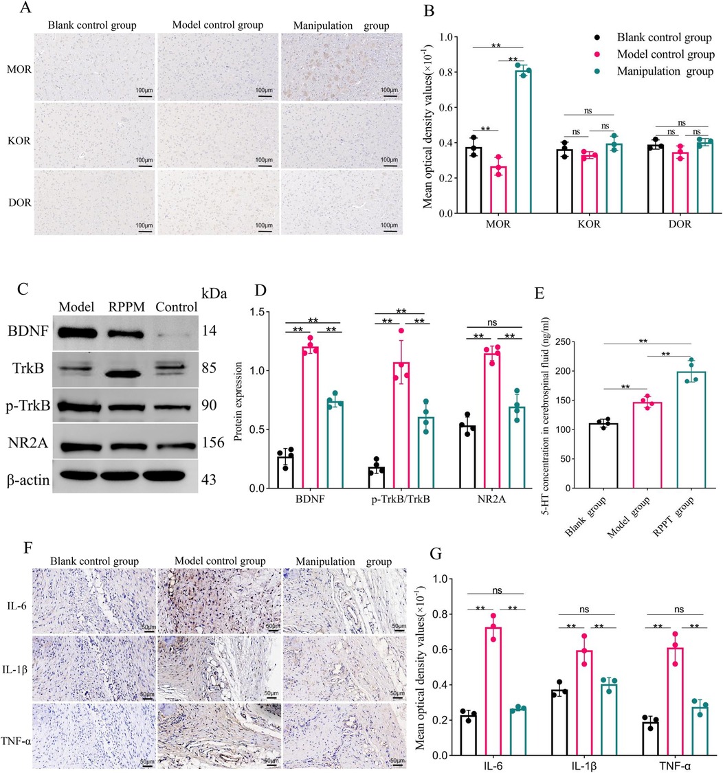 Panel A presents immunohistochemical staining of MOR, KOR, and DOR receptors across blank control, model control, and manipulation groups. Panel B quantifies mean optical density values, showing significant upregulation of MOR in the manipulation group. Panel C displays western blot results for BDNF, TrkB, p-TrkB, NR2A, and β-actin. Panel D presents corresponding protein expression levels, highlighting increased BDNF and p-TrkB in the RPPM group. Panel E shows 5-HT concentration in cerebrospinal fluid with elevated levels following RPPM. Panel F includes histological images for IL-6, IL-1β, and TNF-α across groups. Panel G quantifies these markers, indicating reduced inflammatory cytokines after manipulation.