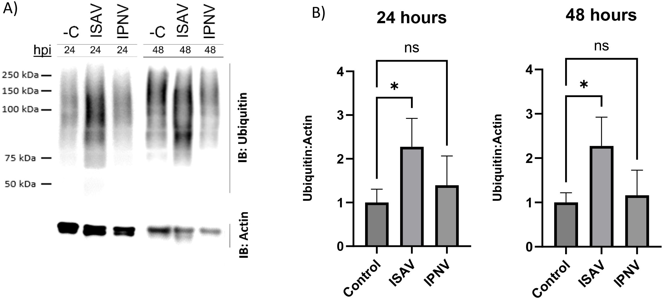 Western blot and bar graph displaying ubiquitin levels at 24 and 48 hours post-infection with ISAV and IPNV. Panel A shows protein bands for ubiquitin and actin. Panel B presents bar graphs with error bars for ubiquitin to actin ratio at both time points, indicating significance with an asterisk and non-significance labeled 'ns'.