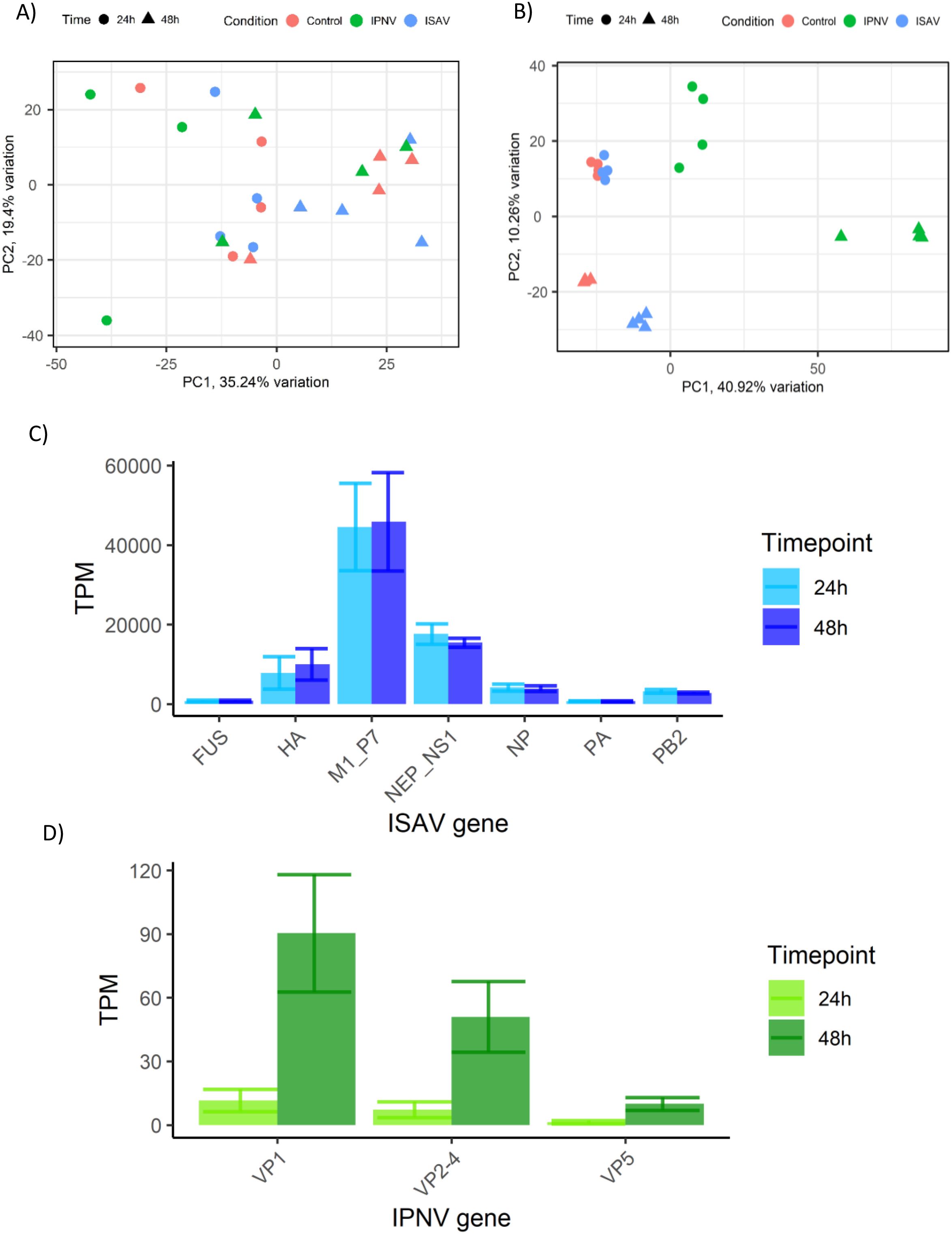 Scatter plots and bar charts displaying gene expression data. Panel A shows a scatter plot with principal component analysis of gene expression at two time points (24 and 48 hours) across three conditions: Control, IPNV, and ISAV. Panel B presents another PCA scatter plot at a different scale. Panel C features a bar chart illustrating TPM values for various ISAV genes at two time points. Panel D depicts TPM values for different IPNV genes. Different colors represent different conditions and time points in both scatter plots and bar charts.
