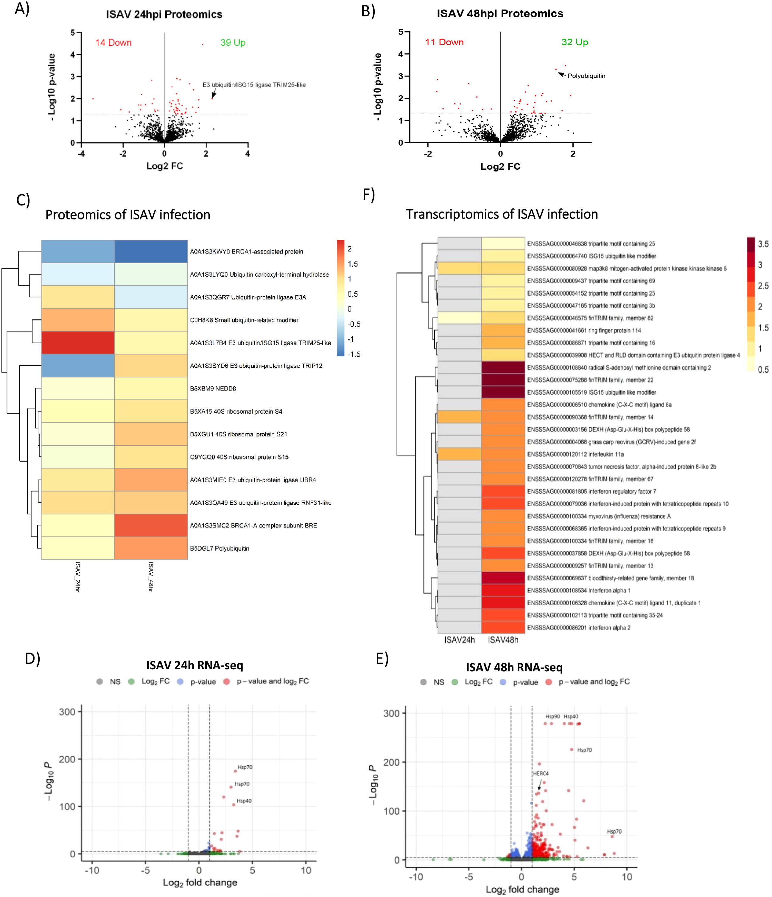 Panel A shows a volcano plot for ISAV 24 hours post-infection proteomics with 14 proteins downregulated and 39 upregulated. Panel B displays a similar plot for 48 hours post-infection, with 11 proteins downregulated and 32 upregulated. Panel C is a heatmap depicting proteomic changes due to ISAV infection, highlighting specific proteins. Panel D illustrates an RNA-seq volcano plot for 24 hours post-infection, and Panel E for 48 hours, noting significant changes. Panel F presents a heatmap of transcriptomic changes, listing various genes associated with ISAV infection.