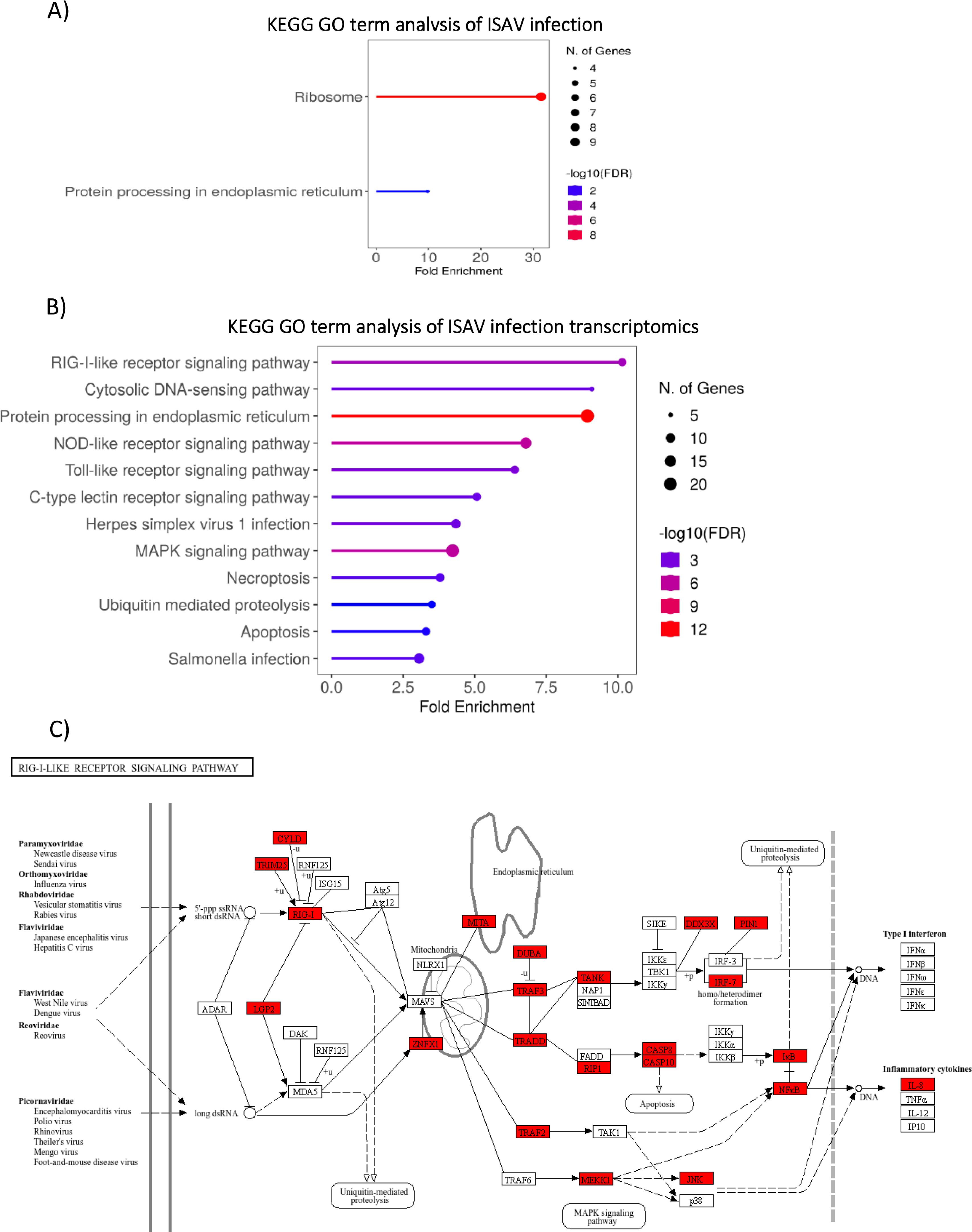 A) Bar graph titled “KEGG GO term analysis of ISAV infection” showing fold enrichment for ribosome and protein processing in endoplasmic reticulum, with varying gene numbers and -log10(FDR) values. B) Bar graph titled “KEGG GO term analysis of ISAV infection transcriptomics” illustrating fold enrichment for pathways including RIG-I-like receptor signaling and apoptosis, with different gene counts and -log10(FDR) values. C) Diagram of the RIG-I-like receptor signaling pathway, detailing interactions among various viruses and signaling components like mitochondria and endoplasmic reticulum, highlighting ubiquitin-mediated proteolysis and inflammatory cytokines.