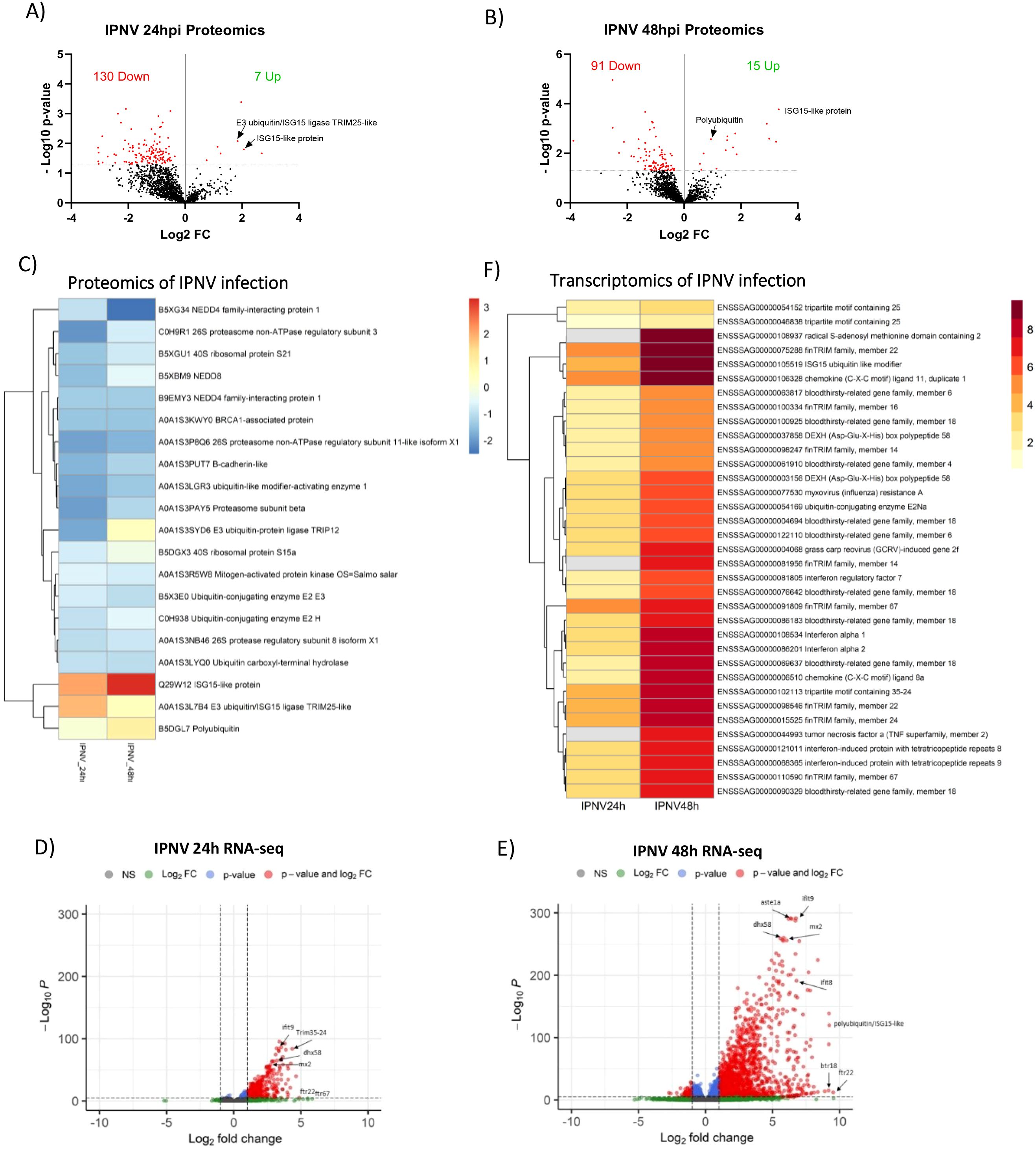 A set of six panels presents data on IPNV infection. Panels A and B show proteomics data with volcano plots indicating changes at 24 and 48 hours post-infection, respectively. Panels C and F contain heatmaps displaying proteomic and transcriptomic data related to IPNV infection, with color gradients indicating expression levels. Panels D and E feature RNA-seq data with volcano plots for 24 and 48 hours post-infection, marking significant changes. The diagrams highlight upregulated and downregulated elements, with specific proteins and genes labeled.