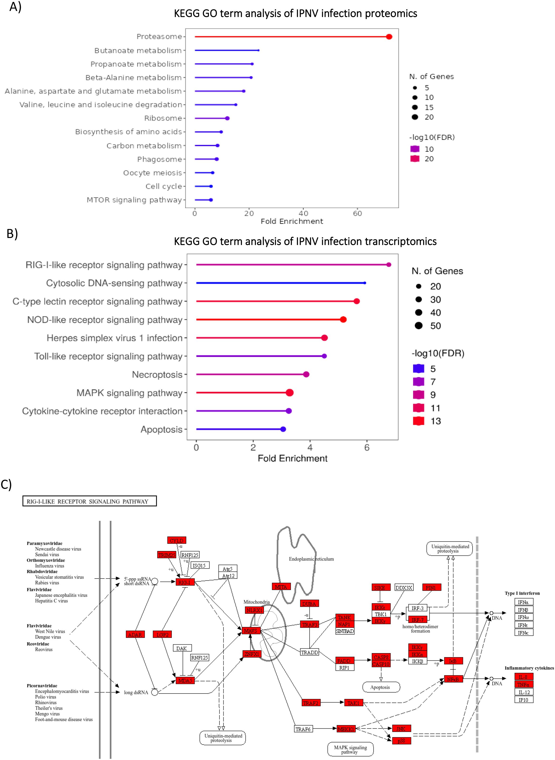 A) Bar graph showing KEGG GO term analysis of IPNV infection proteomics. It lists processes like proteasome and metabolism with varying fold enrichment values. Gene count is indicated by dot size and color shows FDR levels. B) Bar graph depicting KEGG GO term analysis of IPNV infection transcriptomics. Pathways like RIG-I-like receptor and necroptosis are listed with fold enrichment. Dot size and color represent gene count and FDR levels respectively. C) Diagram of the RIG-I-like receptor signaling pathway, detailing interactions and components involved in viral responses, marked in red and white boxes, with virus types listed.