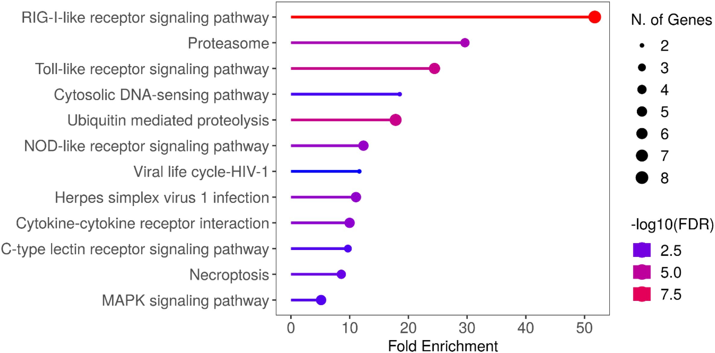 Dot plot showing fold enrichment of various signaling pathways and infections. The x-axis represents fold enrichment. Pathways are labeled on the y-axis, with RIG-I-like receptor signaling at the highest fold enrichment, nearing 50. Dot size indicates the number of genes (two to eight). Color gradient from blue to red indicates significance (-log10 FDR values from 2.5 to 7.5).