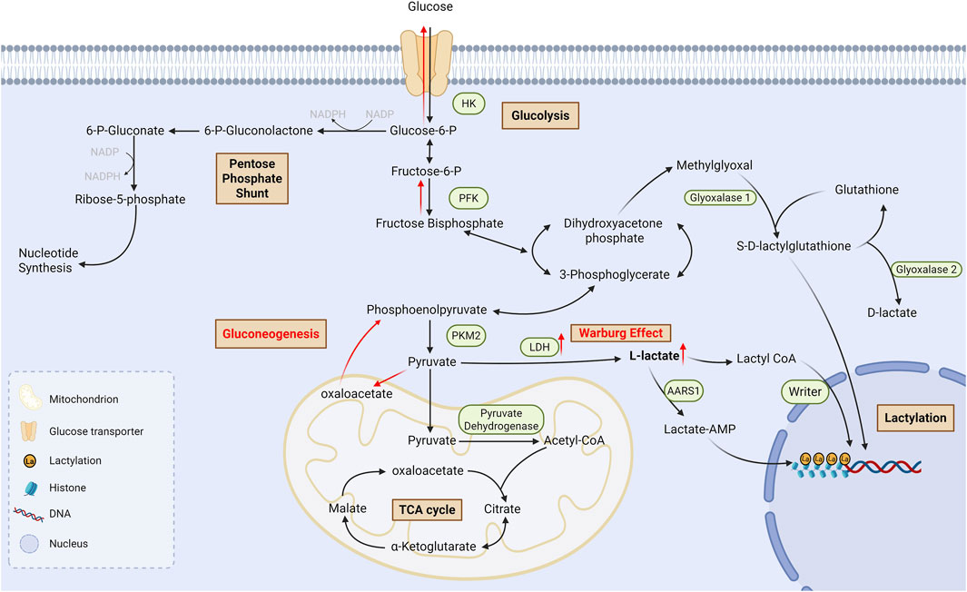 Diagram illustrating cellular metabolic pathways. Glucose enters through a transporter and undergoes glycolysis, forming pyruvate. Key processes include the pentose phosphate shunt, gluconeogenesis, and the TCA cycle. The Warburg effect produces L-lactate. Glyoxalase systems handle methylglyoxal detoxification. Lactylation of histones is depicted, involving lactate-CoA and lactate-AMP. Mitochondrial functions are shown, emphasizing pyruvate dehydrogenase and TCA intermediates like citrate, malate, and oxaloacetate.