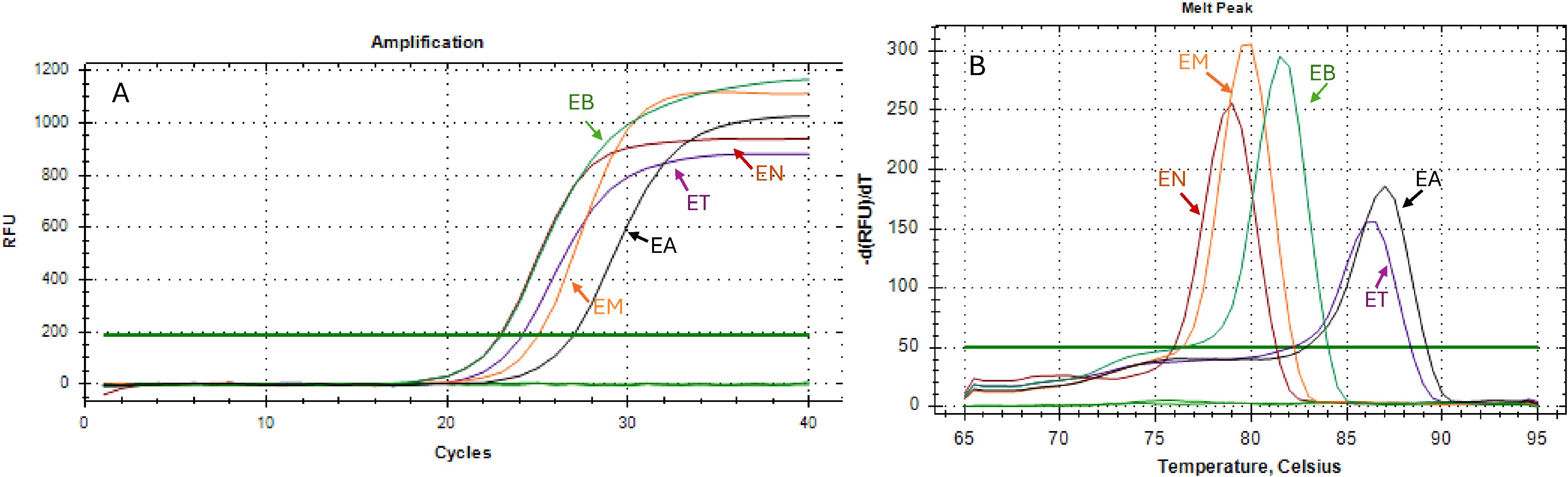 Chart showing two side-by-side graphs. Graph A depicts PCR amplification curves with fluorescence on the y-axis and cycles on the x-axis, labeled EB, EN, ET, EM, and EA. Graph B displays melt peaks with negative derivative fluorescence versus temperature, showing peaks for labels EB, EN, ET, EM, and EA. Each line represents a different sample type or condition, marked with distinct colors and arrows.