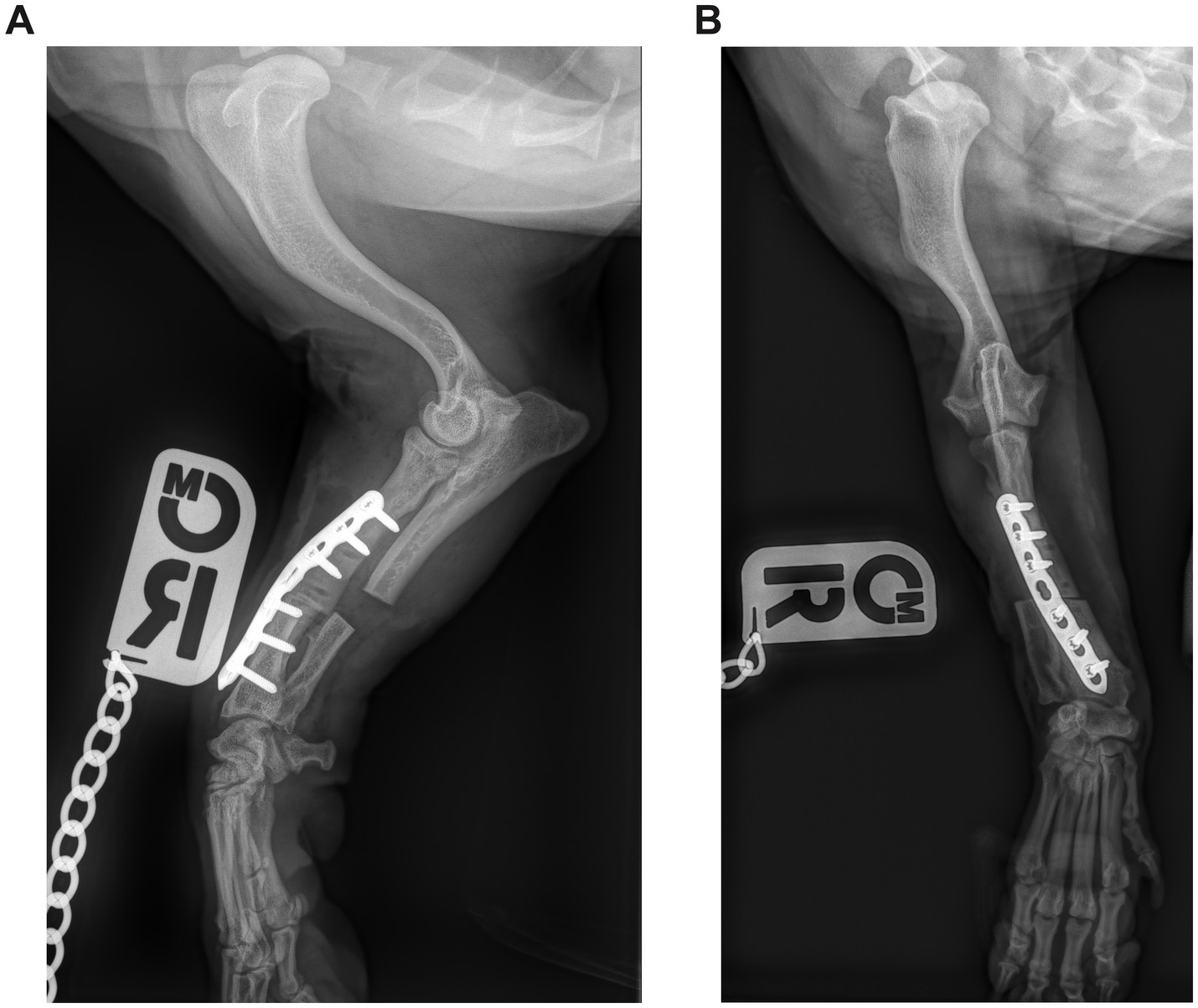 X-rays of an animal's forelimb with surgical implants. Image A shows a lateral view with a metal plate and screws stabilizing a fracture. Image B displays a frontal view with a similar surgical setup. Both images have markers indicating right limb orientation.