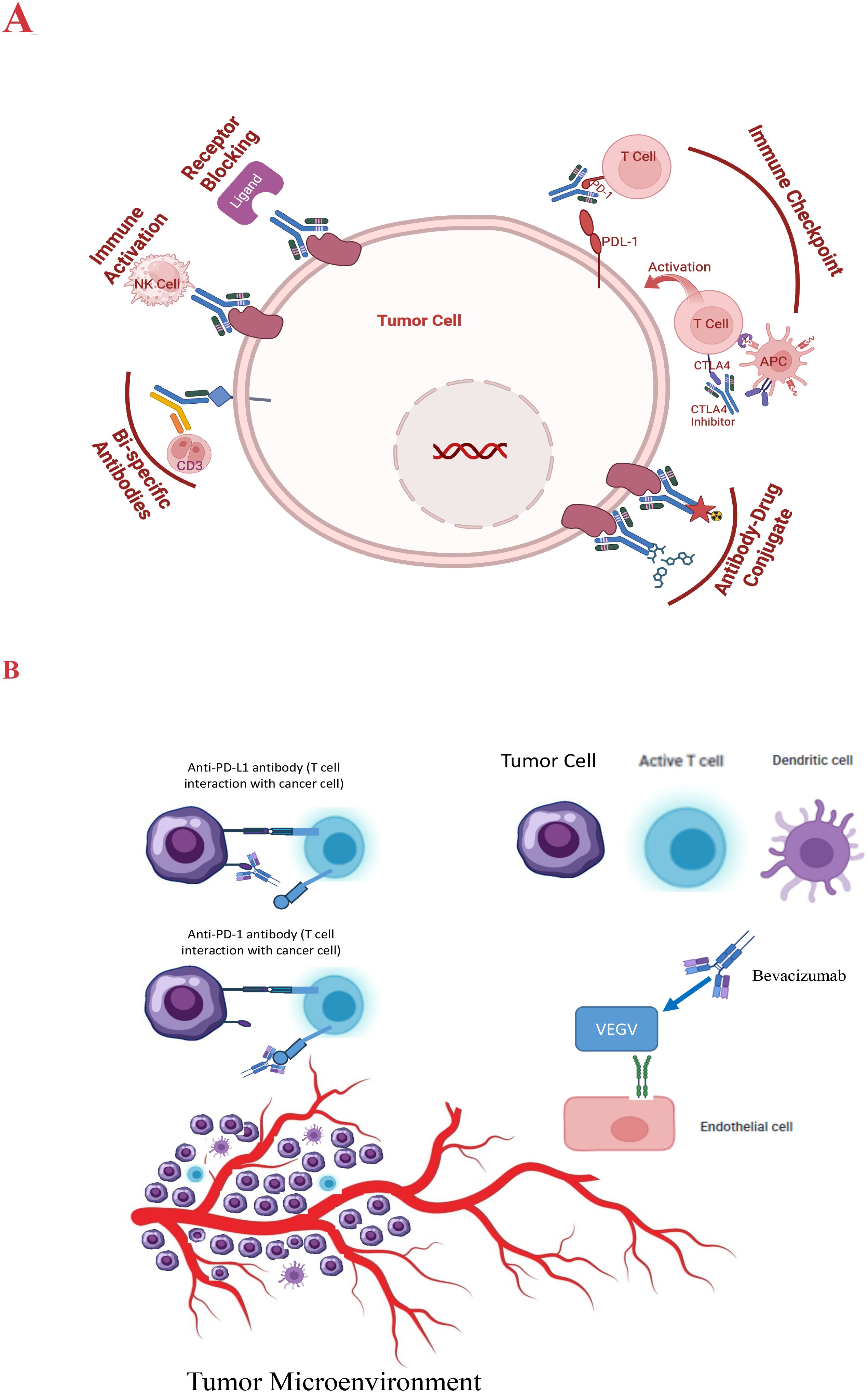 Diagram depicting interactions in cancer immunotherapy. Panel A shows a tumor cell with pathways for immune activation, receptor blocking, and immune checkpoints involving T cells, NK cells, antibodies, and ligands. Panel B illustrates the tumor microenvironment, including interactions between tumor cells, active T cells, and dendritic cells, with anti-PD-L1 and anti-PD-1 antibodies. It also shows bevacizumab targeting VEGV and endothelial cells.