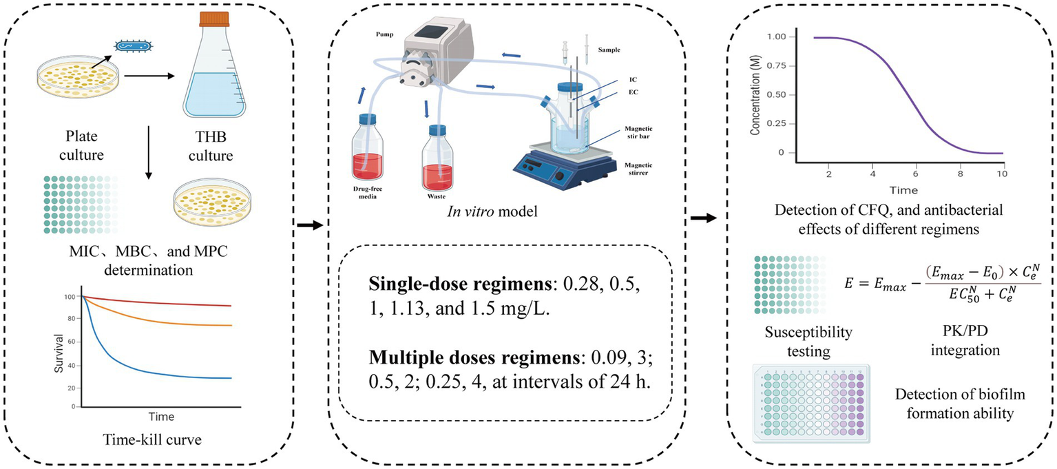 Diagram illustrating an in vitro model for antibacterial regimen testing. Left: Plate and THB cultures for MIC, MBC, and MPC determination with a time-kill curve. Center: Schematic of a setup with a pump and magnetic stirrer for single and multiple-dose regimens. Right: Graph of CFQ detection and antibacterial effects, susceptibility testing, biofilm formation, and PK/PD integration.