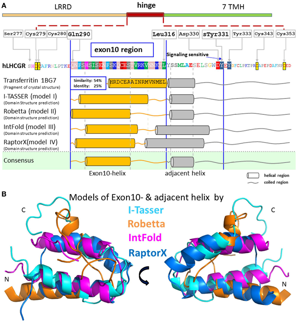 Frontiers Differences In Signal Activation By Lh And Hcg Are Mediated 