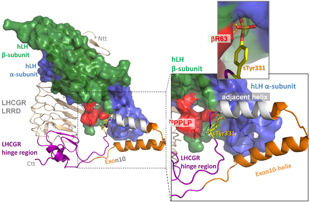 Frontiers Differences In Signal Activation By Lh And Hcg Are Mediated By The Lhcg Receptors 