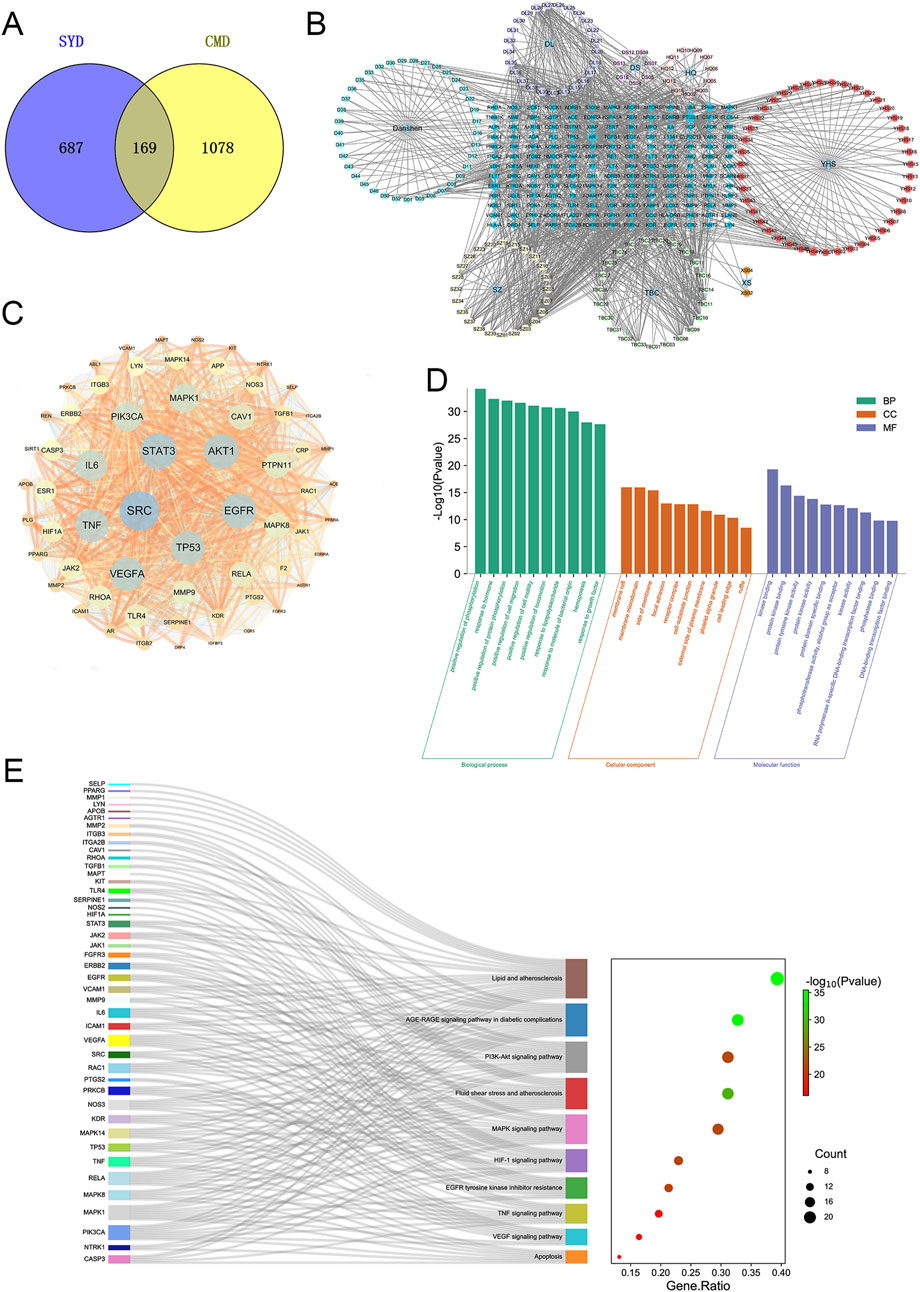 A composite of five panels. A: Venn diagram showing overlap of 169 between two groups, SYD with 687 and CMD with 1078. B: Network diagram depicting complex interactions between multiple nodes grouped in clusters. C: Protein interaction network highlighting central nodes like STAT3, SRC, and EGFR with numerous connections. D: Bar chart showing enrichment analysis results across biological processes, cellular components, and molecular functions, with varying significance levels. E: Sankey diagram linking genes to pathways, featuring a scatter plot indicating gene ratios and P-values, with dot size representing count.
