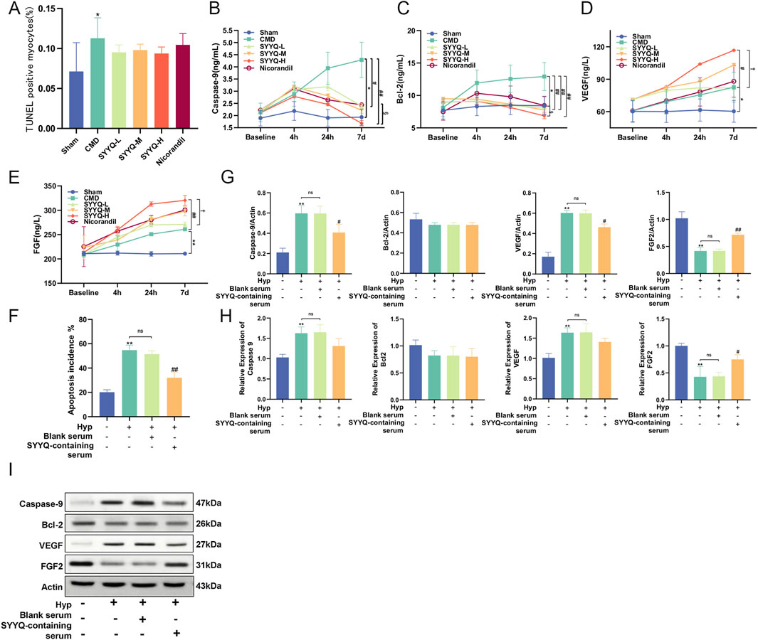A series of charts and a protein expression analysis are displayed. - Chart A shows TUNEL positive myocytes percentages for various treatments, with