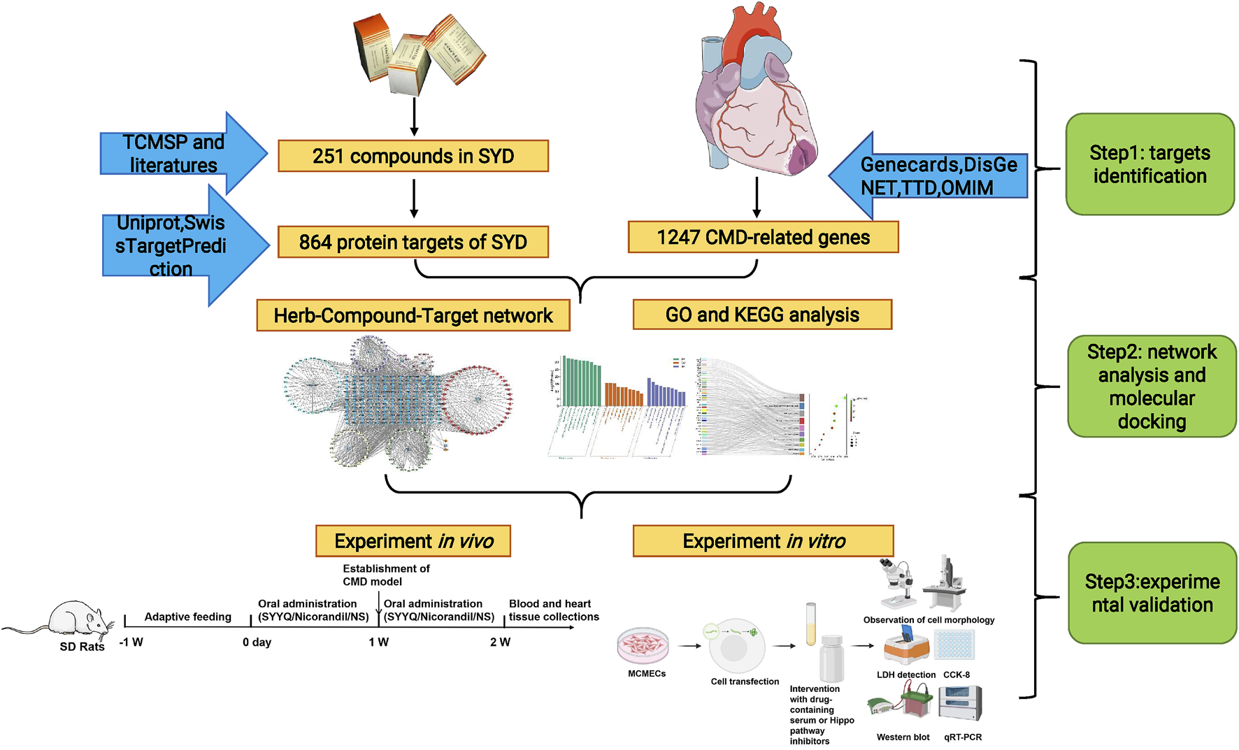 Flowchart illustrating a research process. Starts with 251 compounds in SYD identified through TCMSP and literature, leading to 864 protein targets via Uniprot and SwissTargetPrediction, and 1247 CMD-related genes identified through Genecards and other sources. Followed by herb-compound-target network and GO and KEGG analysis. Steps include target identification, network analysis with molecular docking, and experimental validation. Final experiments involve in vivo and in vitro assessments using SD rats, cell transfection, observation of cell morphology, and various detection methods like LDH, CCK-8, Western blot, and qRT-PCR.
