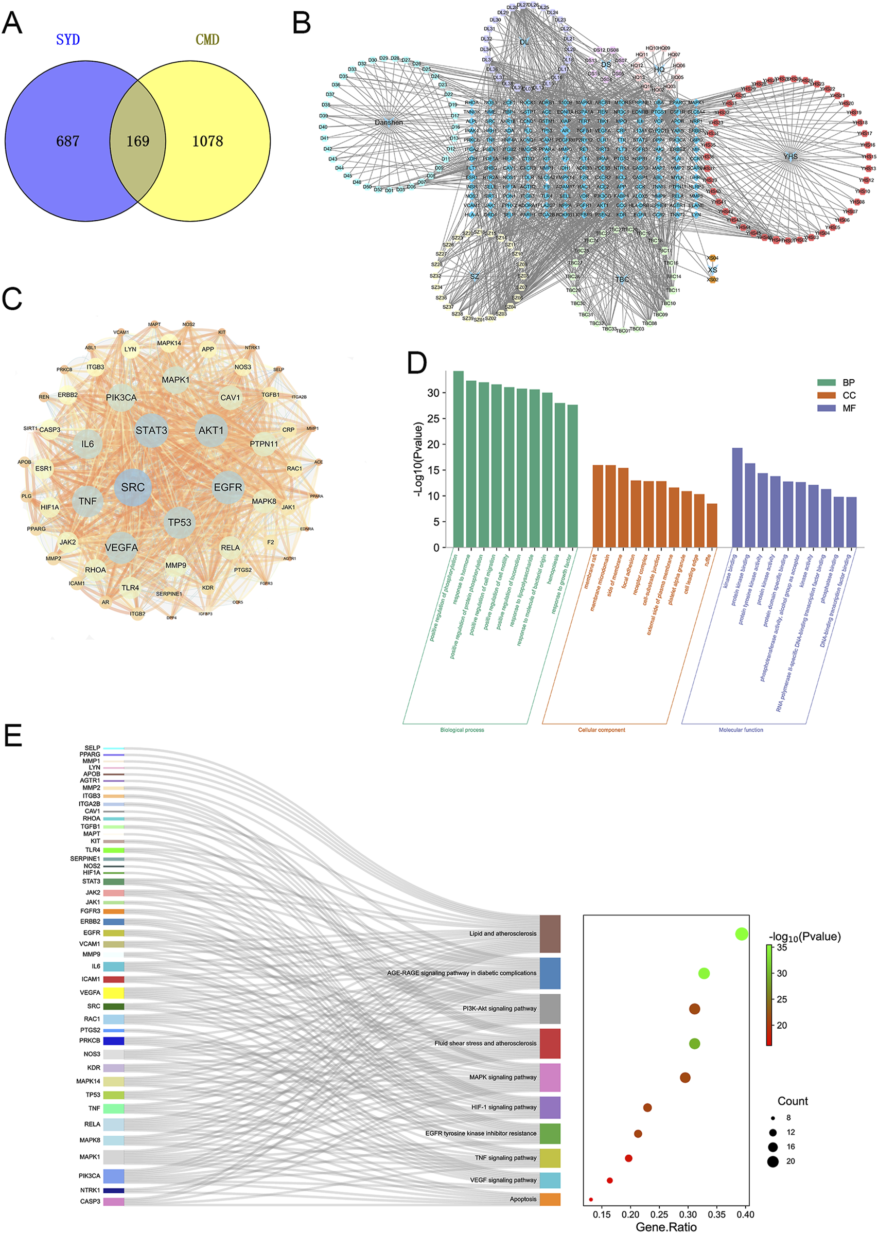 A composite of five panels. A: Venn diagram showing overlap of 169 between two groups, SYD with 687 and CMD with 1078. B: Network diagram depicting complex interactions between multiple nodes grouped in clusters. C: Protein interaction network highlighting central nodes like STAT3, SRC, and EGFR with numerous connections. D: Bar chart showing enrichment analysis results across biological processes, cellular components, and molecular functions, with varying significance levels. E: Sankey diagram linking genes to pathways, featuring a scatter plot indicating gene ratios and P-values, with dot size representing count.